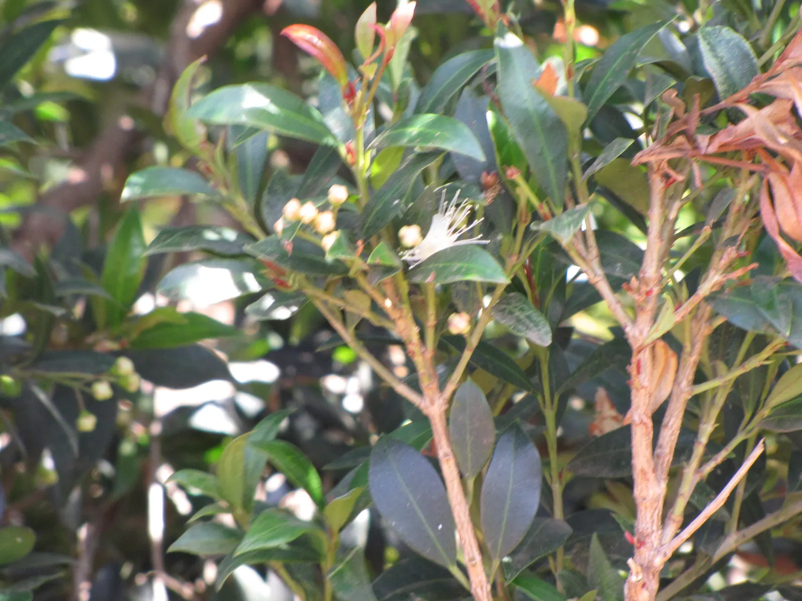 Common Myrtle (Myrtus Communis) — These fragrant leaves release a pleasant scent when crushed and are a staple in Mediterranean gardens; this, image 97