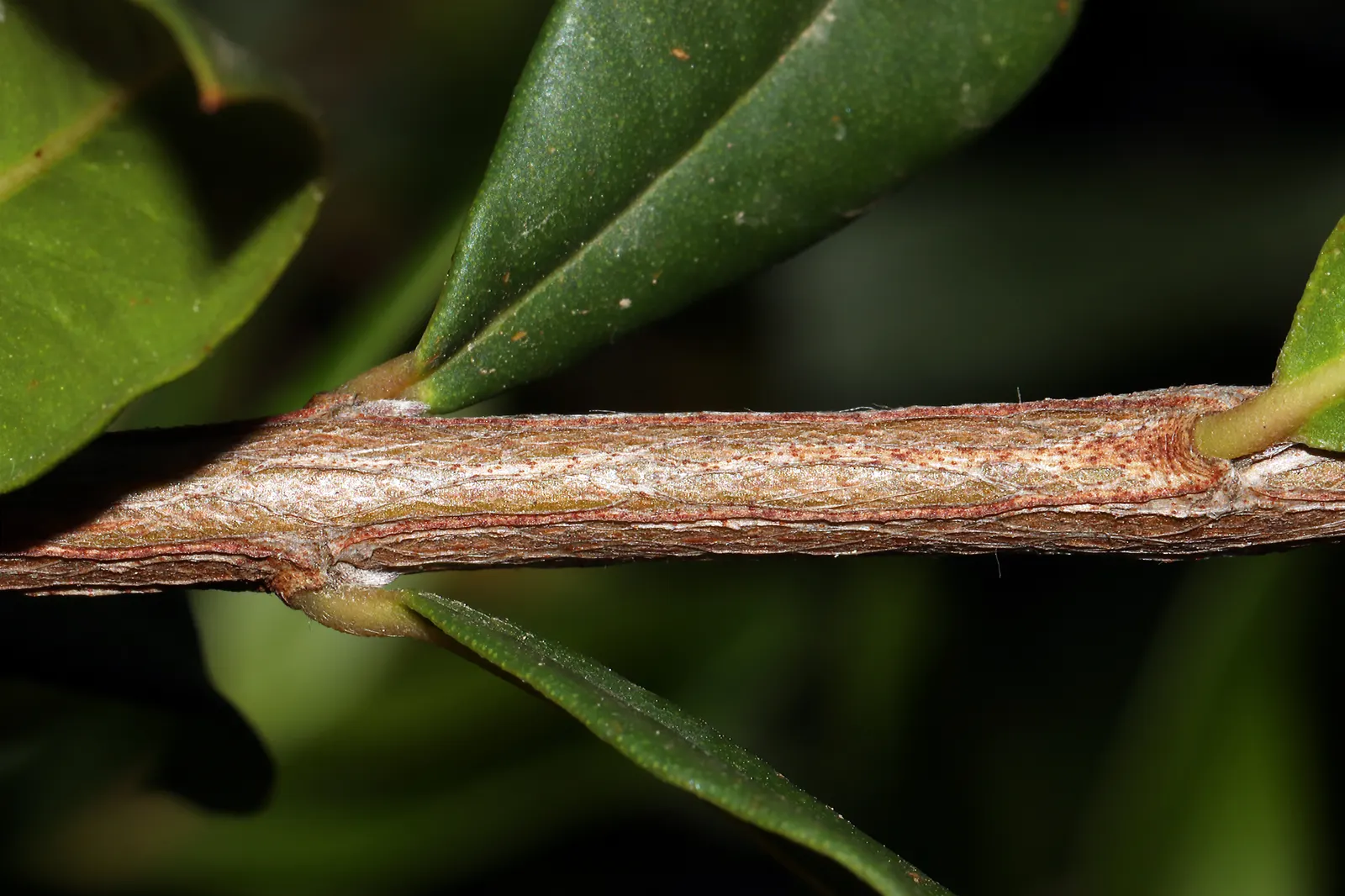 Common Myrtle (Myrtus Communis) — Common Myrtle (Myrtus communis) is an evergreen shrub; this versatile plant thrives in well-drained soil with full sun to