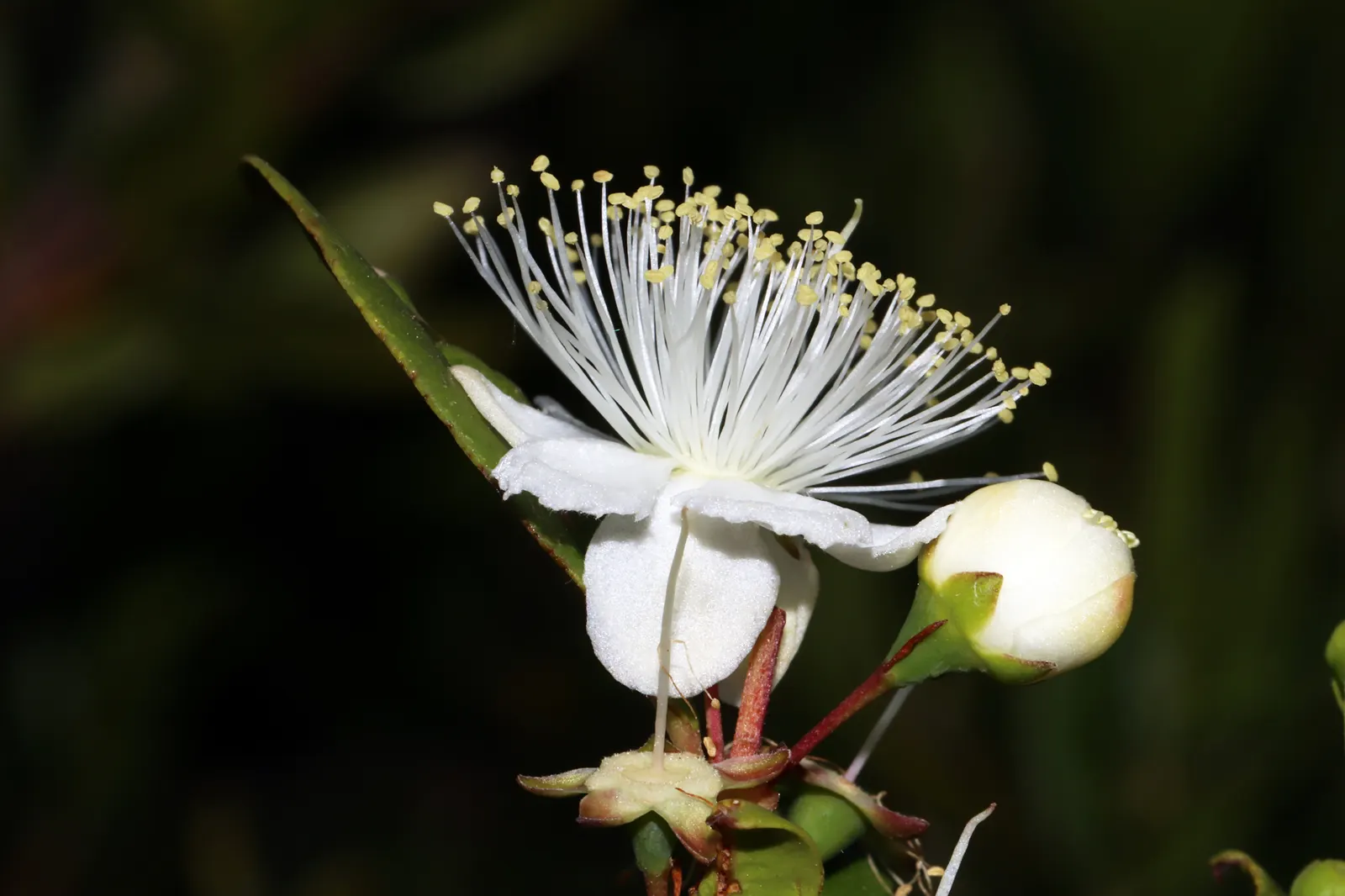 Common Myrtle (Myrtus Communis) — Its dense foliage is ideal for hedges or topiary; this versatile plant thrives in well-drained soil with full sun to partial