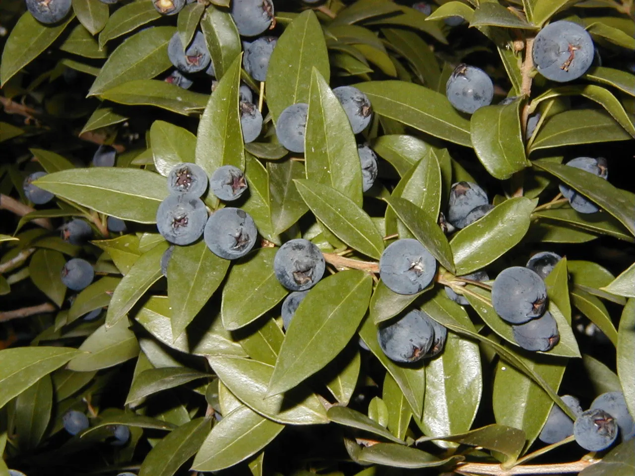 Common Myrtle (Myrtus Communis) — Its dense foliage is ideal for hedges or topiary