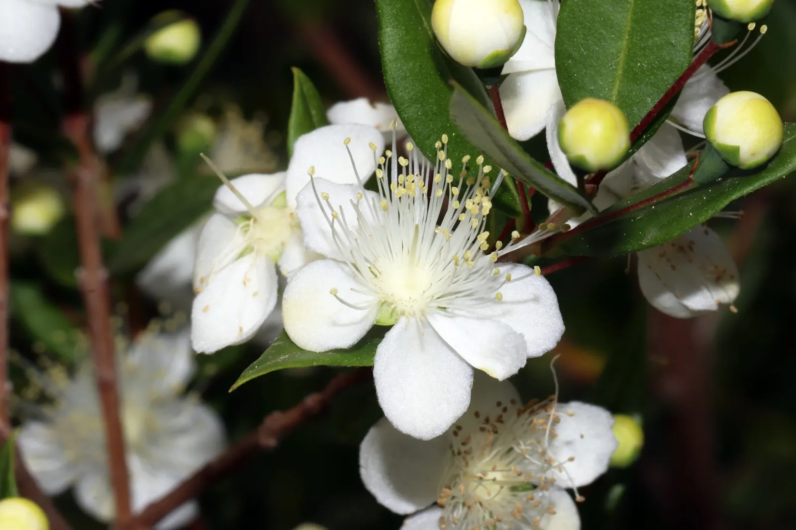 Common Myrtle (Myrtus Communis) — This species boasts a dense