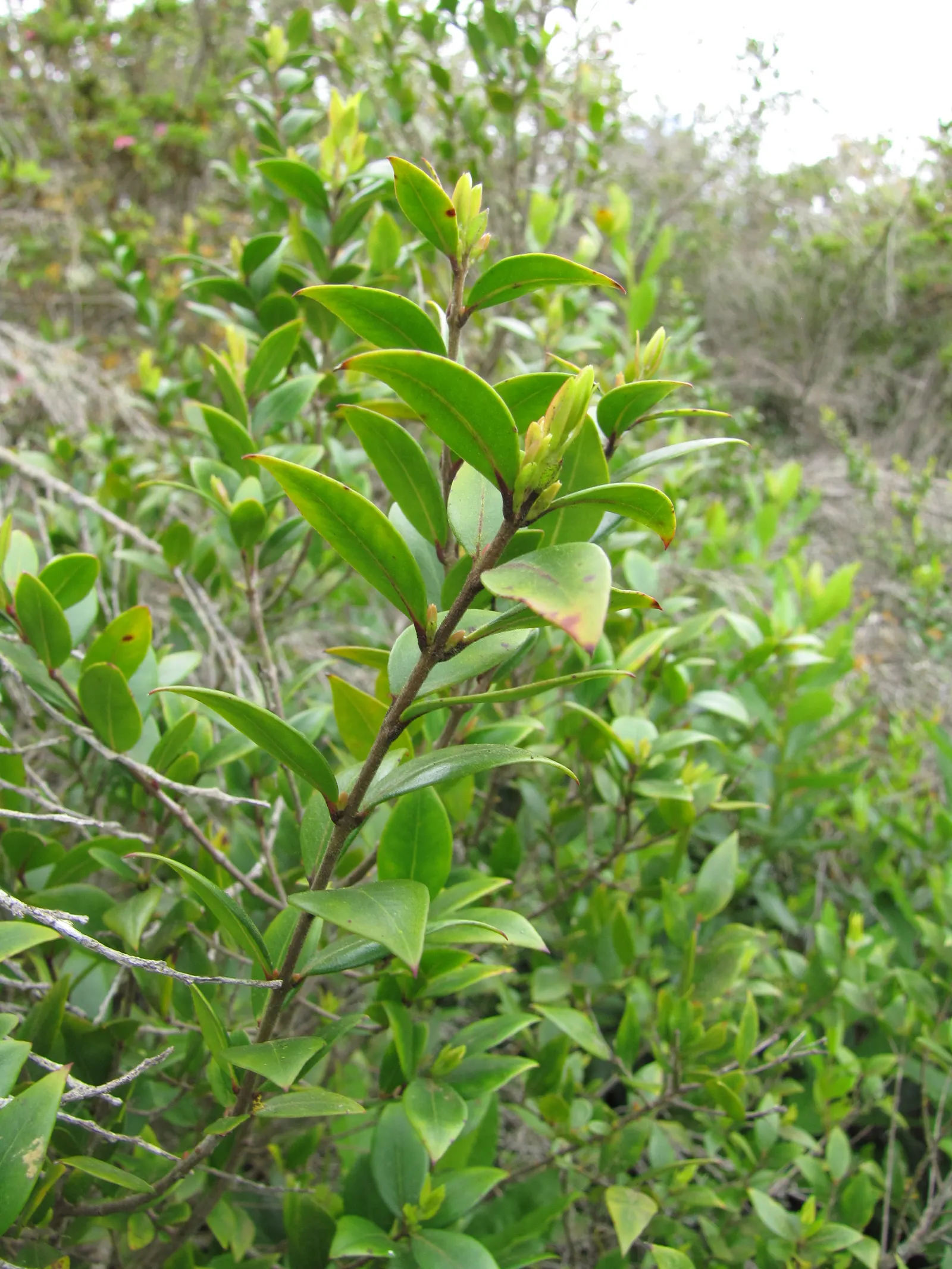 Common Myrtle (Myrtus Communis) — pure white flowers approximately 1 inch in diameter; hardy in USDA zones 8 to 11, Myrtus communis adds a classic, image 100