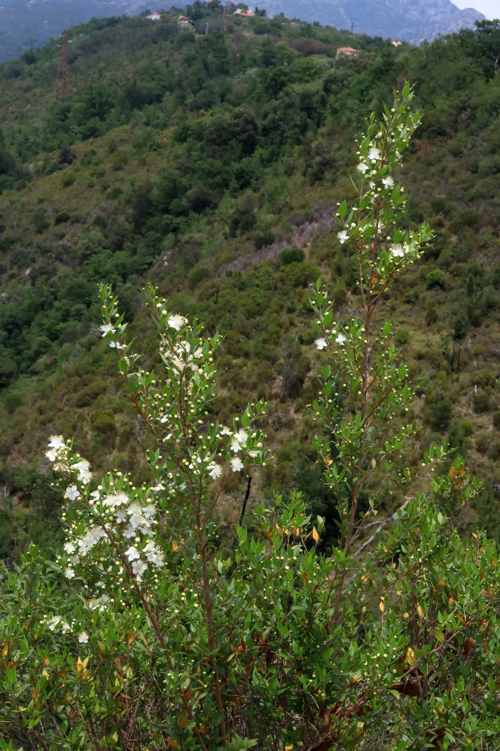 Common Myrtle (Myrtus Communis) — shrub for full or half
