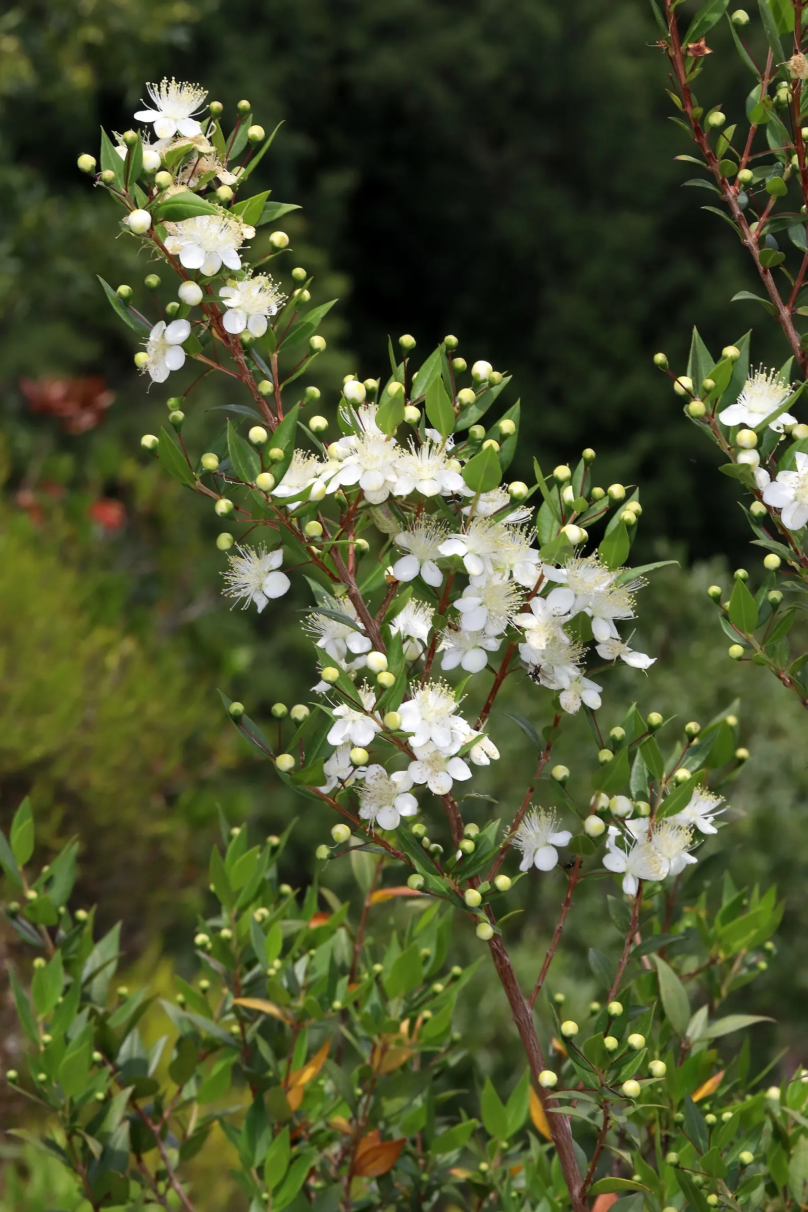 Common Myrtle (Myrtus Communis) — making it an excellent choice for hedges