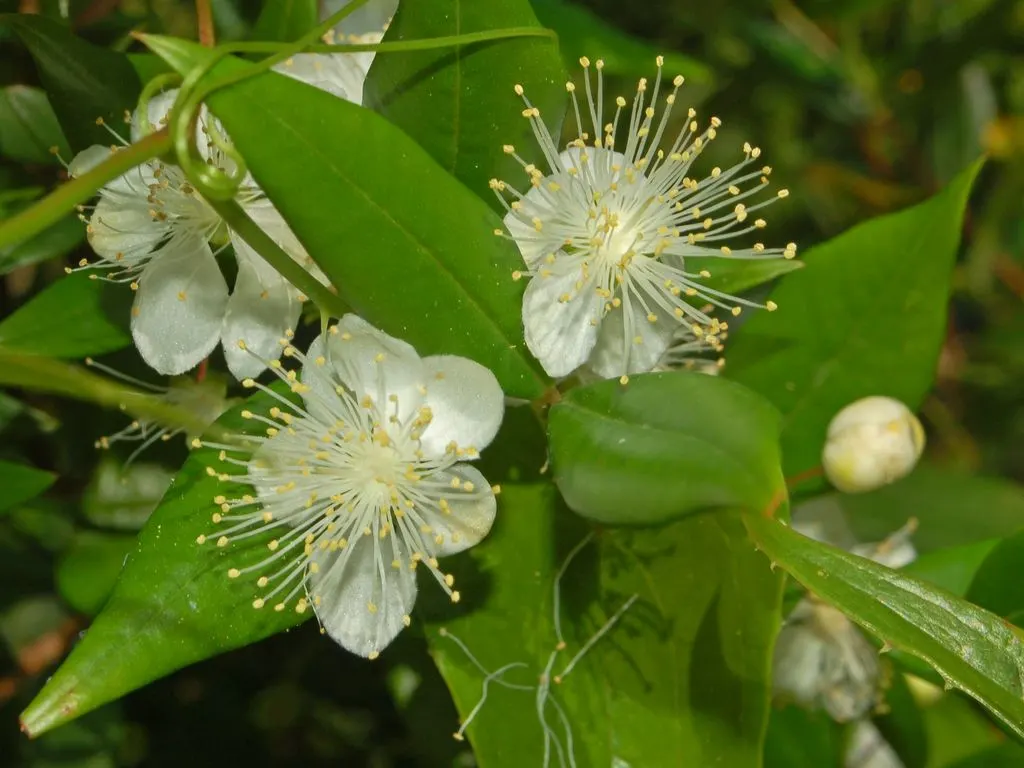 Common Myrtle (Myrtus Communis) — From mid-summer to early fall; forming an upright shrub that typically reaches 5 to 6 feet in height and spread, image 98