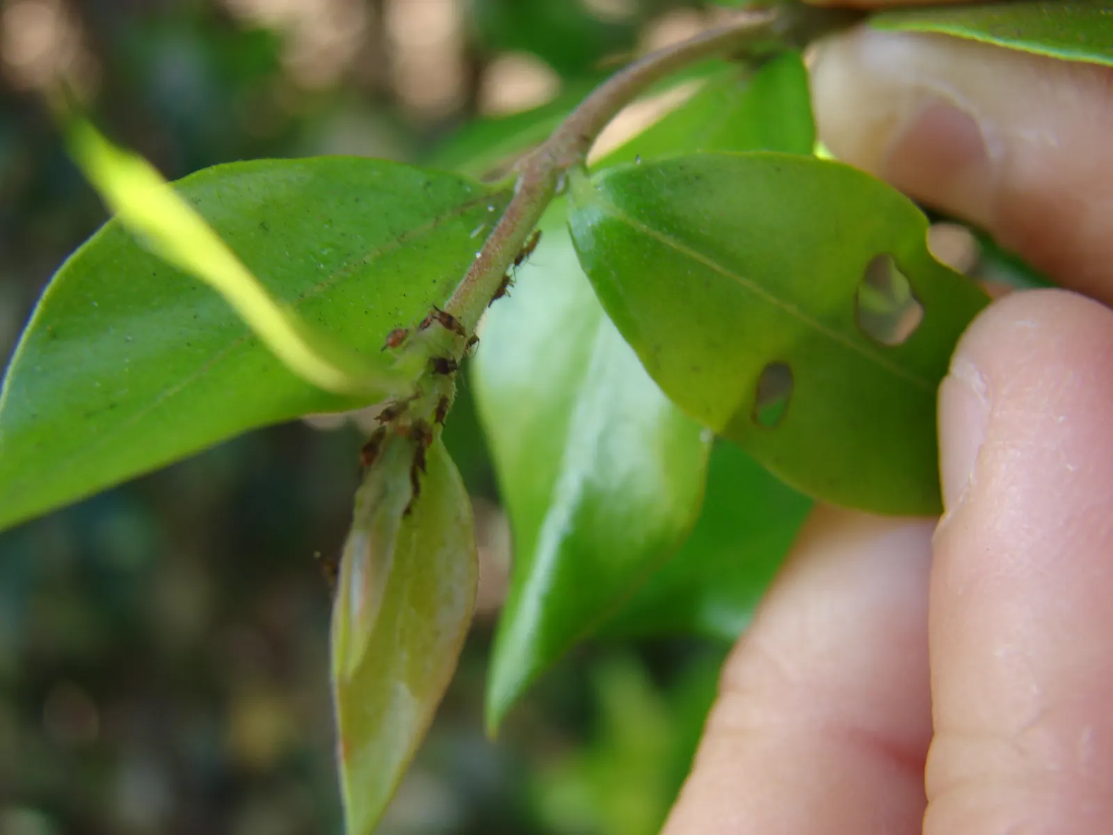 Common Myrtle (Myrtus Communis) — Myrtle thrives in full sun to partial shade and prefers a well-drained soil; this versatile plant thrives in, image 77