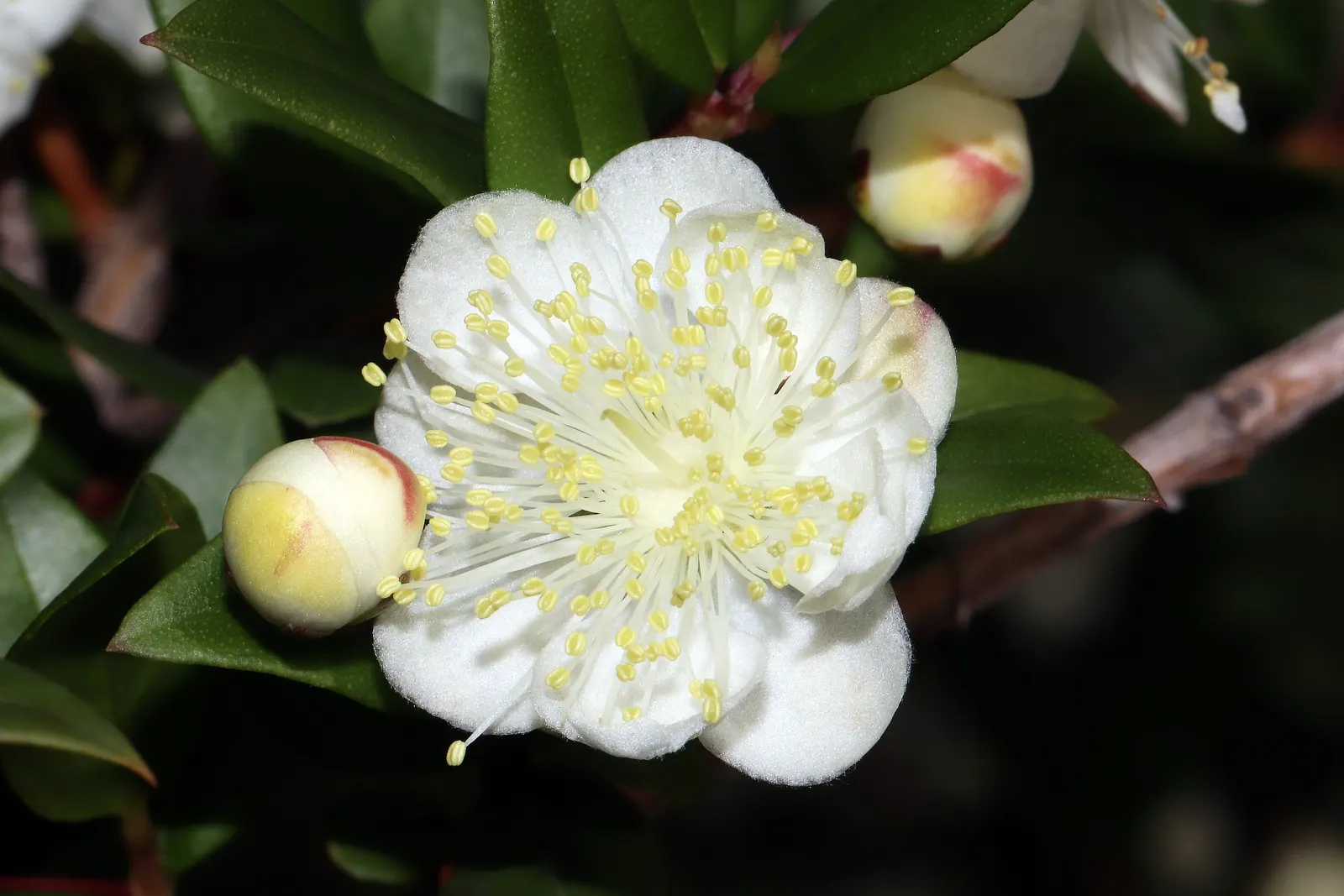 Common Myrtle (Myrtus Communis) — purplish-black berries form