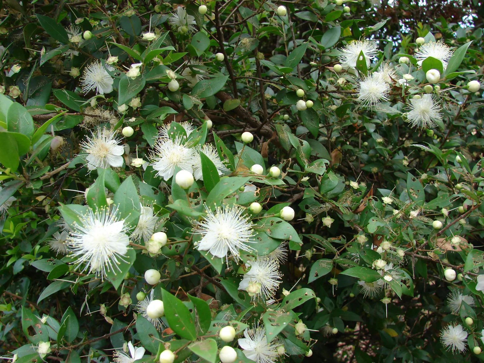 Common Myrtle (Myrtus Communis) — each with prominent tufts of creamy stamens; this versatile plant thrives in well-drained soil with full sun to, image 73