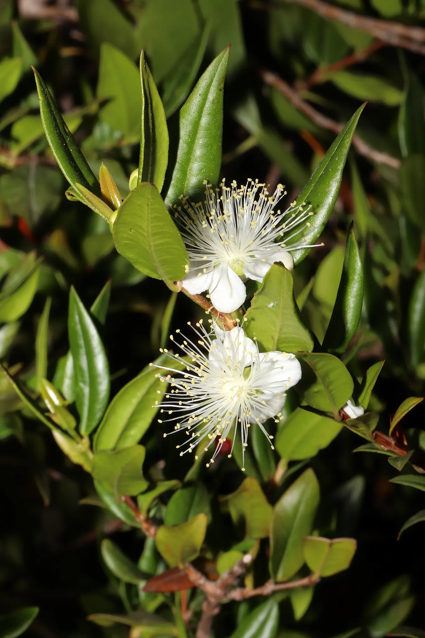 Common Myrtle (Myrtus Communis) — white flowers in the garden