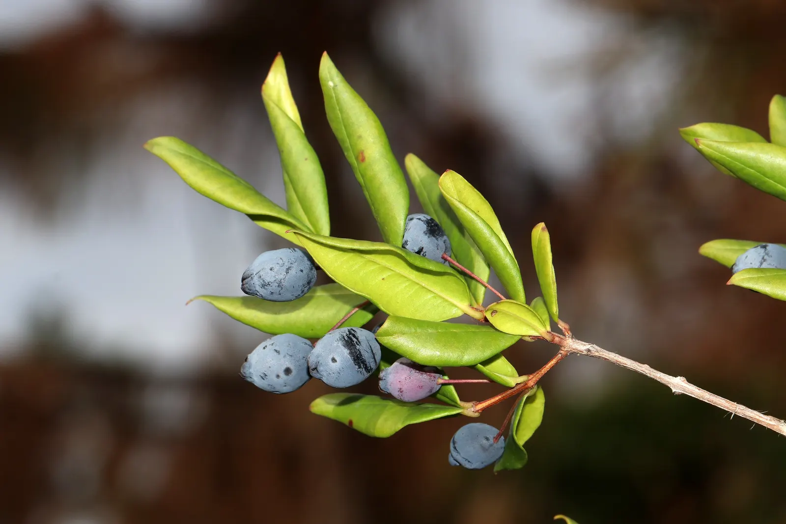 Common Myrtle (Myrtus Communis) — the plant is festooned with a profusion of star-shaped; purplish-black berries form, image 71