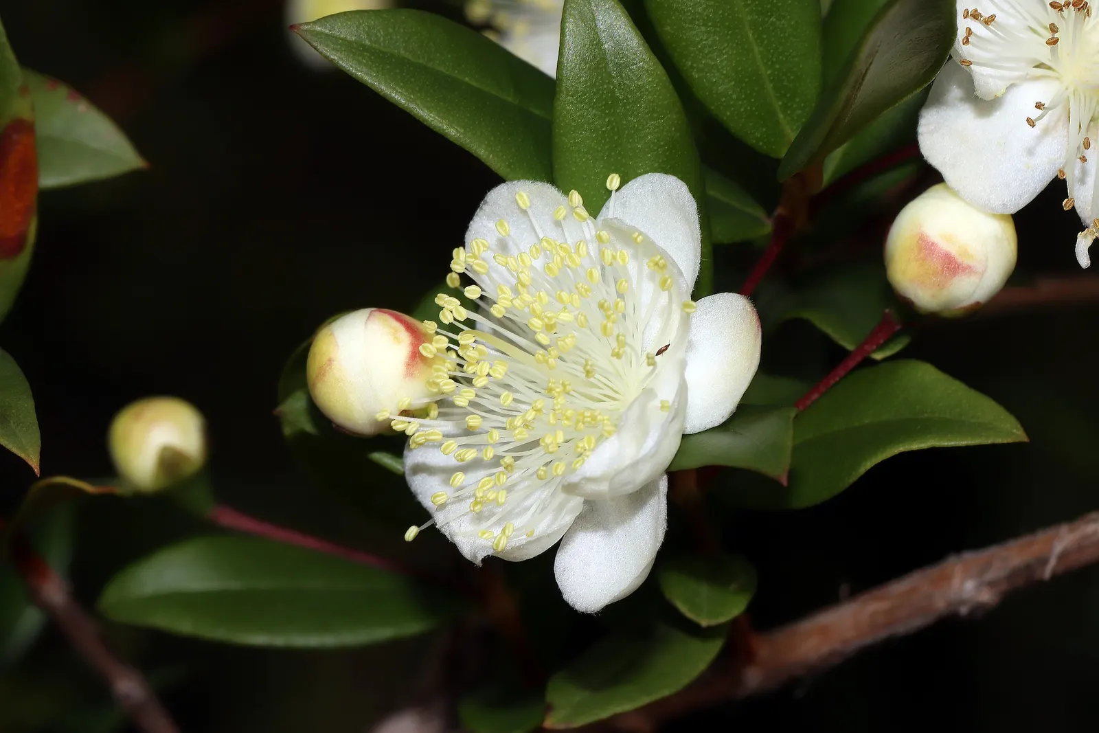 Common Myrtle (Myrtus Communis) — growing to a length of around 2 to 3 inches