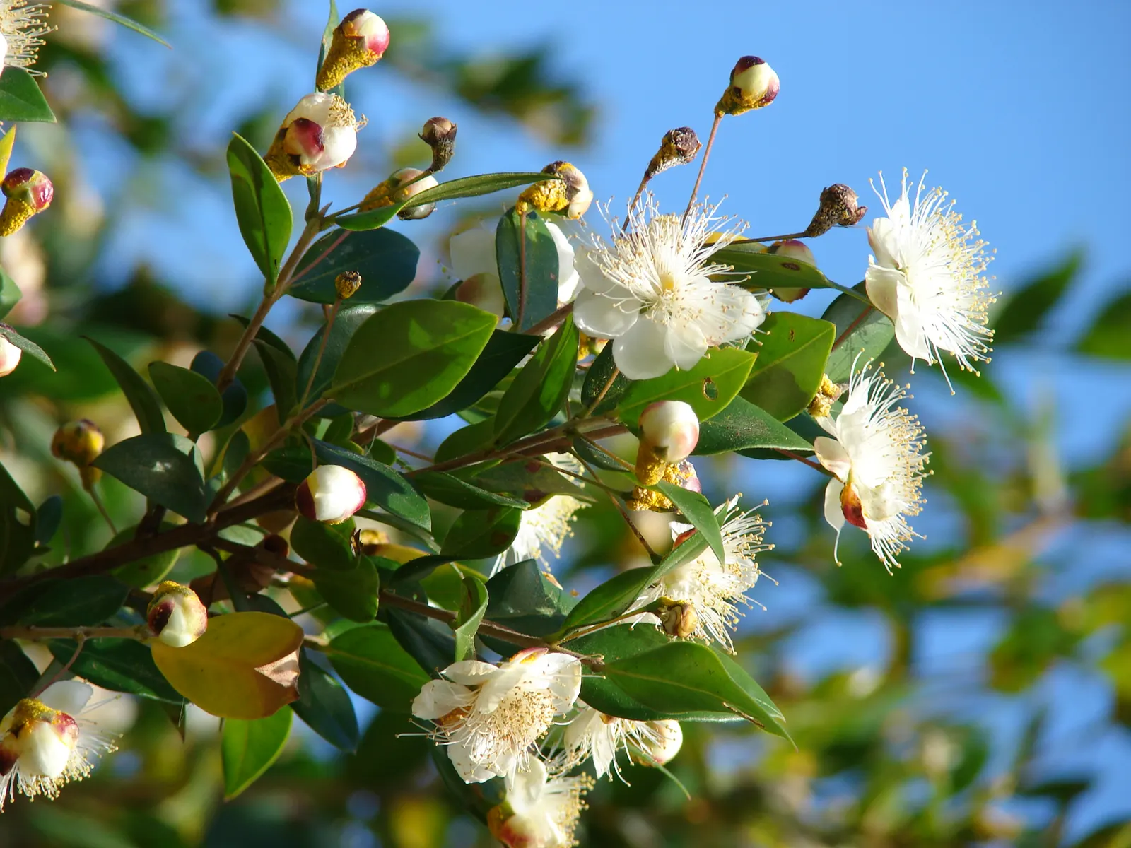 Common Myrtle (Myrtus Communis) — From mid-summer to early fall
