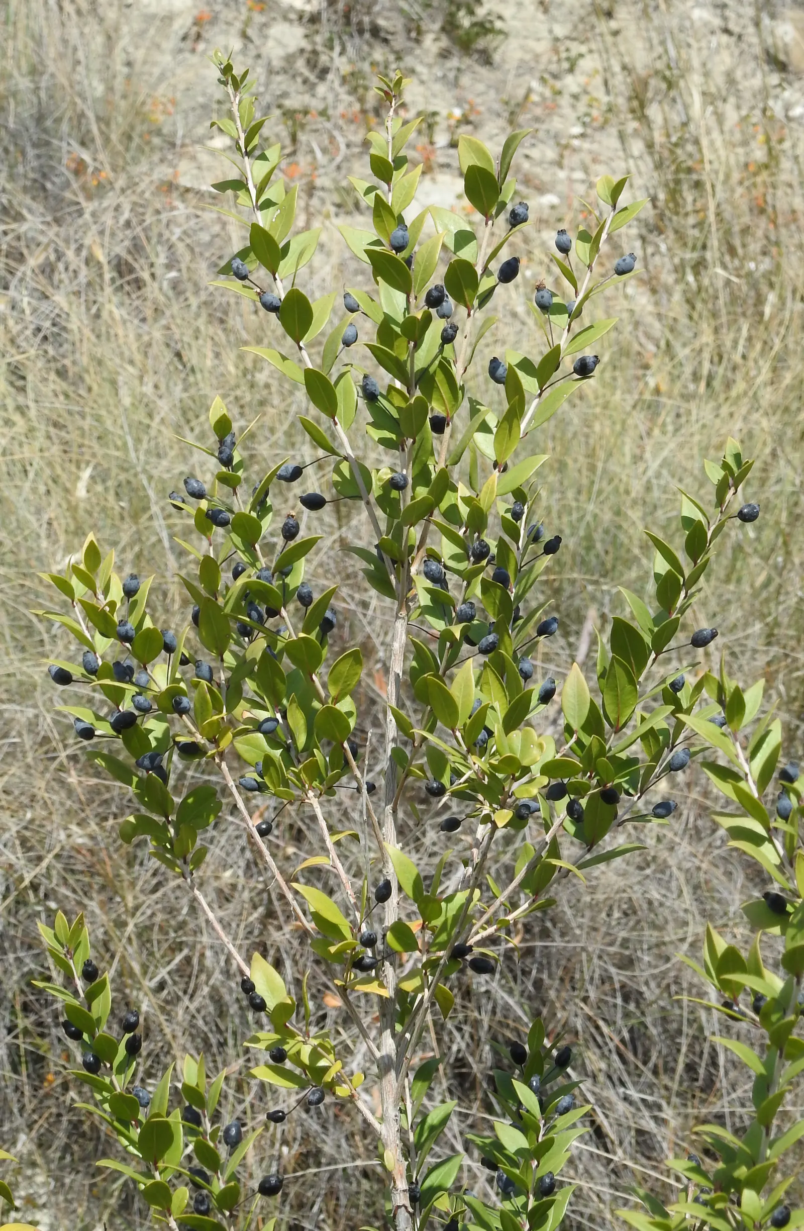 Common Myrtle (Myrtus Communis) — forming an upright shrub that typically reaches 5 to 6 feet in height and spread; purplish-black berries form