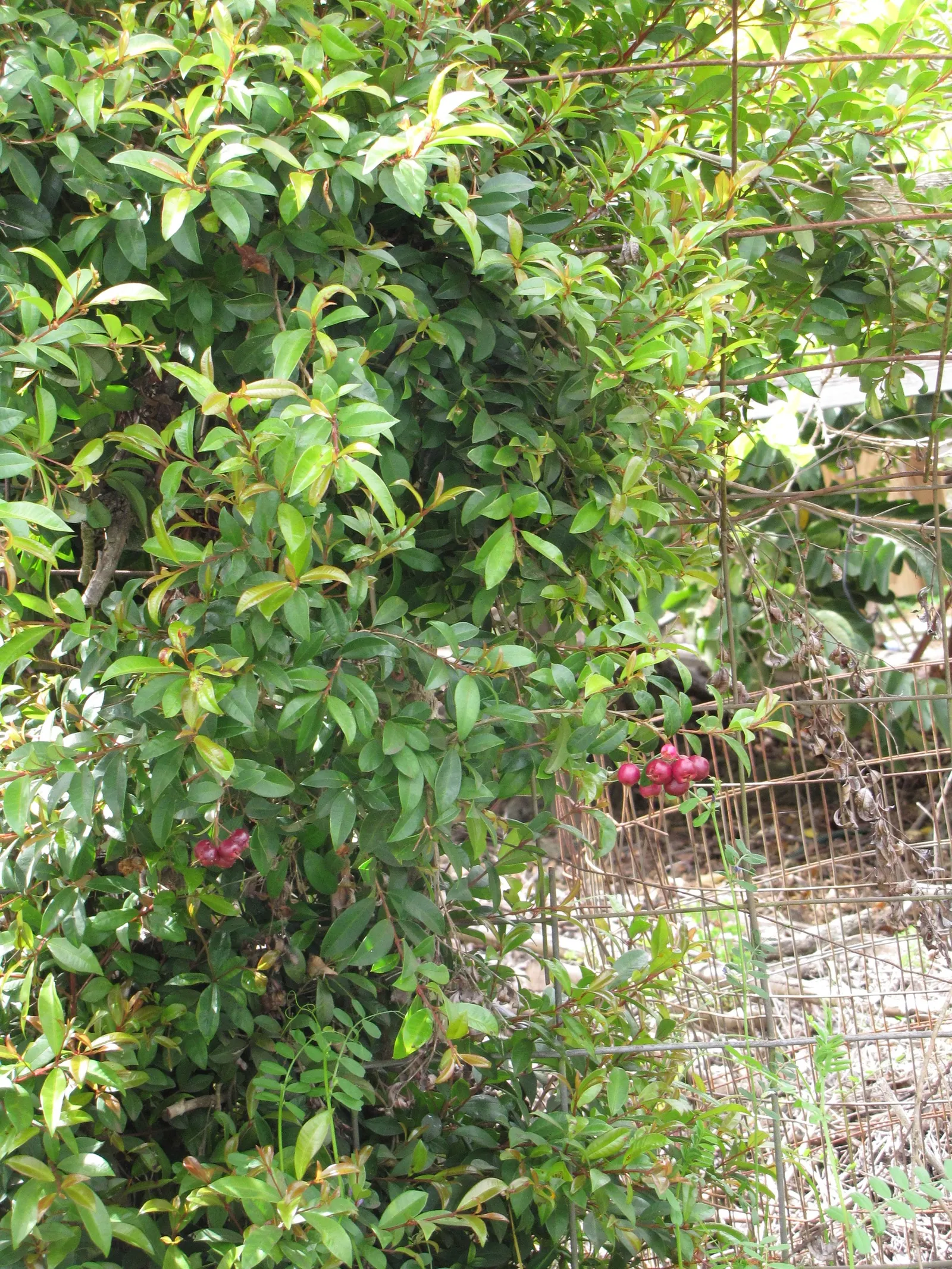Common Myrtle (Myrtus Communis) — Growing to a height of 5-6 feet