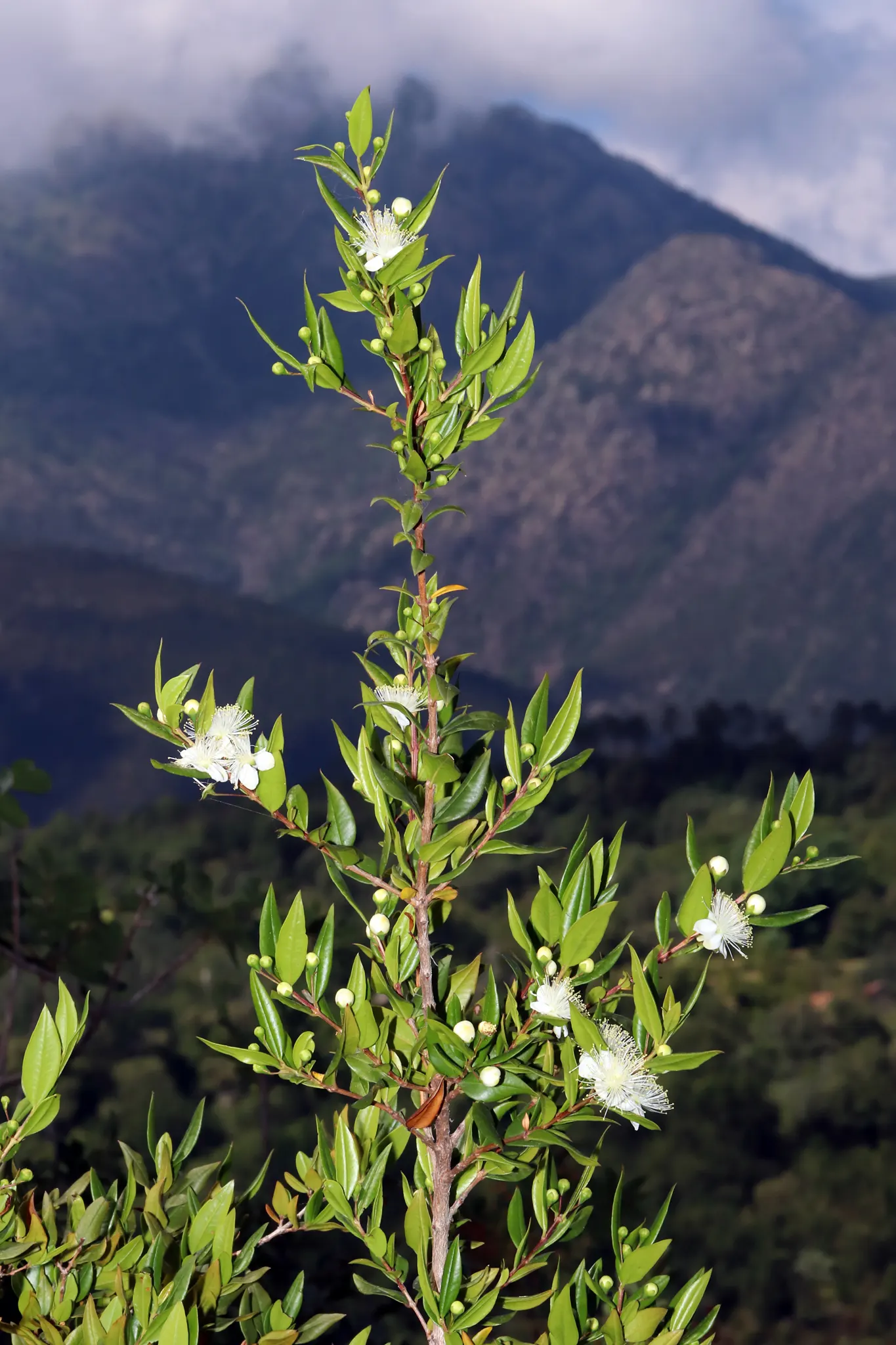 Common Myrtle (Myrtus Communis) — Requires minimal pruning and is hardy to about 20&deg;F; purplish-black berries form