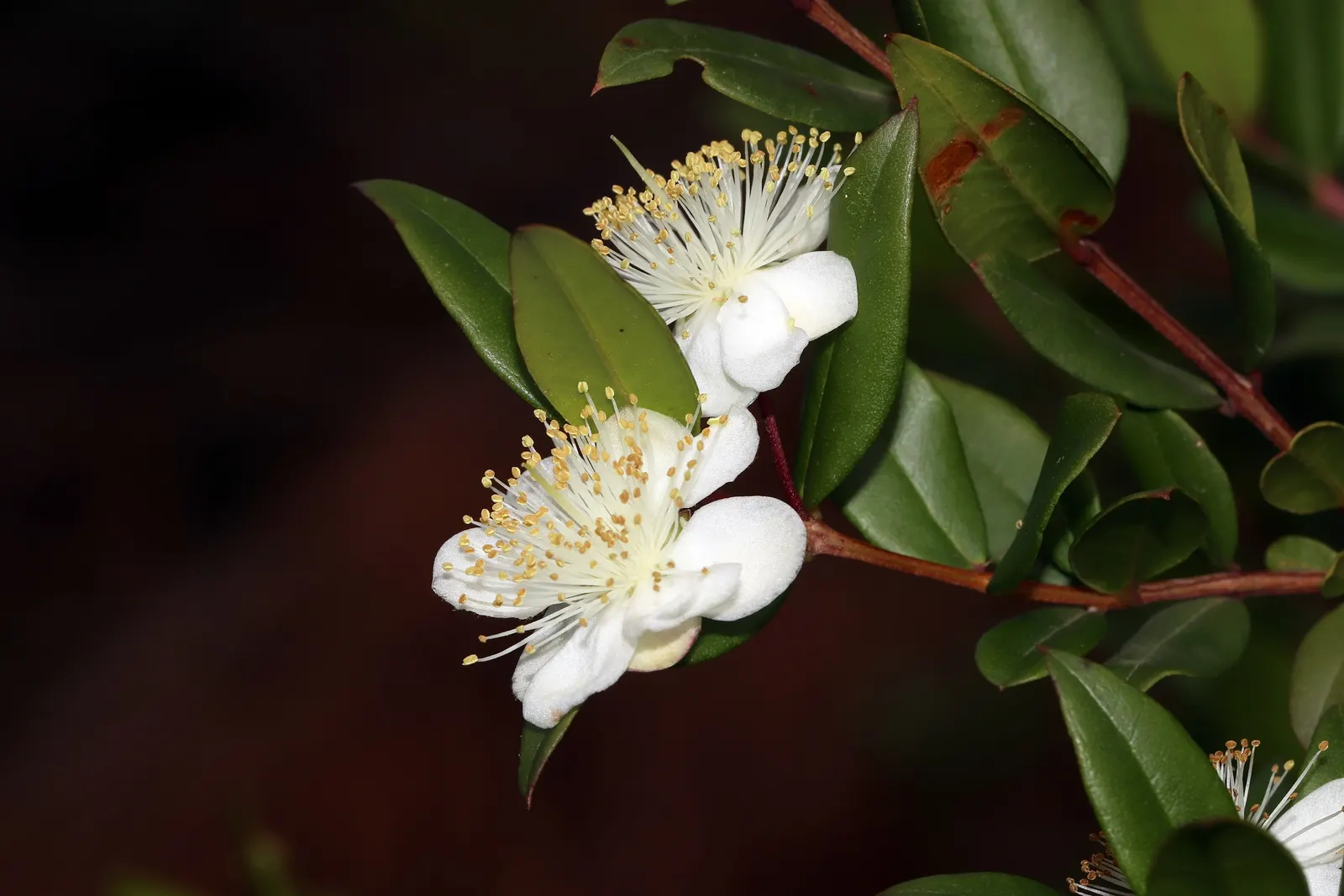 Common Myrtle (Myrtus Communis) — pure white flowers approximately 1 inch in diameter