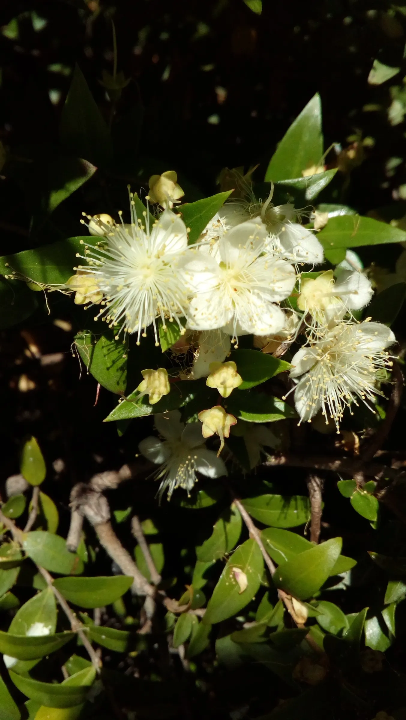 Common Myrtle (Myrtus Communis) — These fragrant leaves release a pleasant scent when crushed and are a staple in Mediterranean gardens