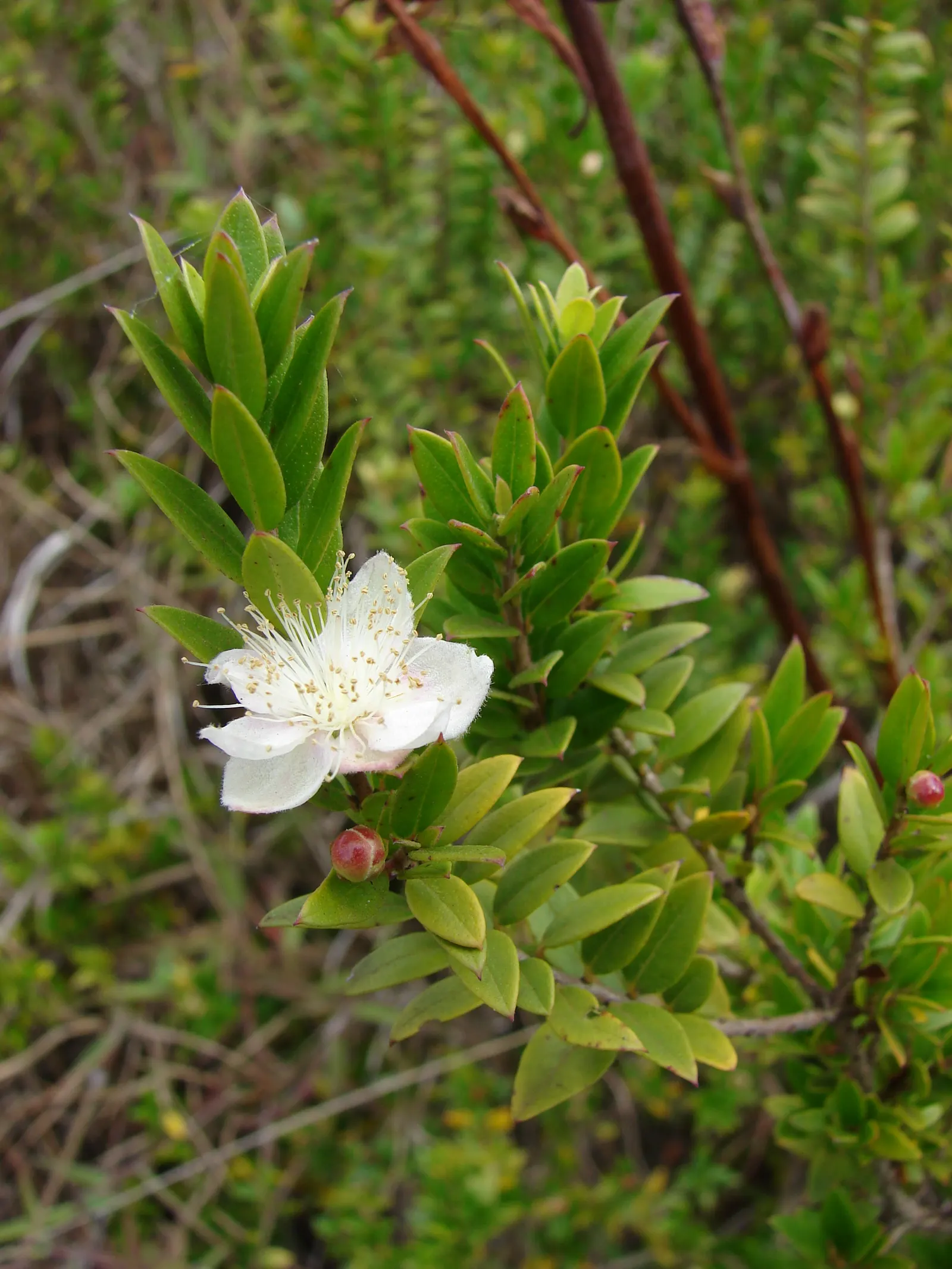 Common Myrtle (Myrtus Communis) — In late summer, it bears purple-black berries, adding further interest