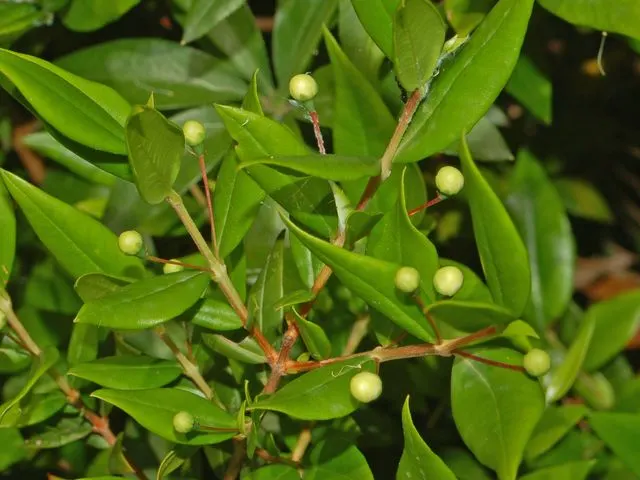 Common Myrtle (Myrtus Communis) — the plant is festooned with a profusion of star-shaped