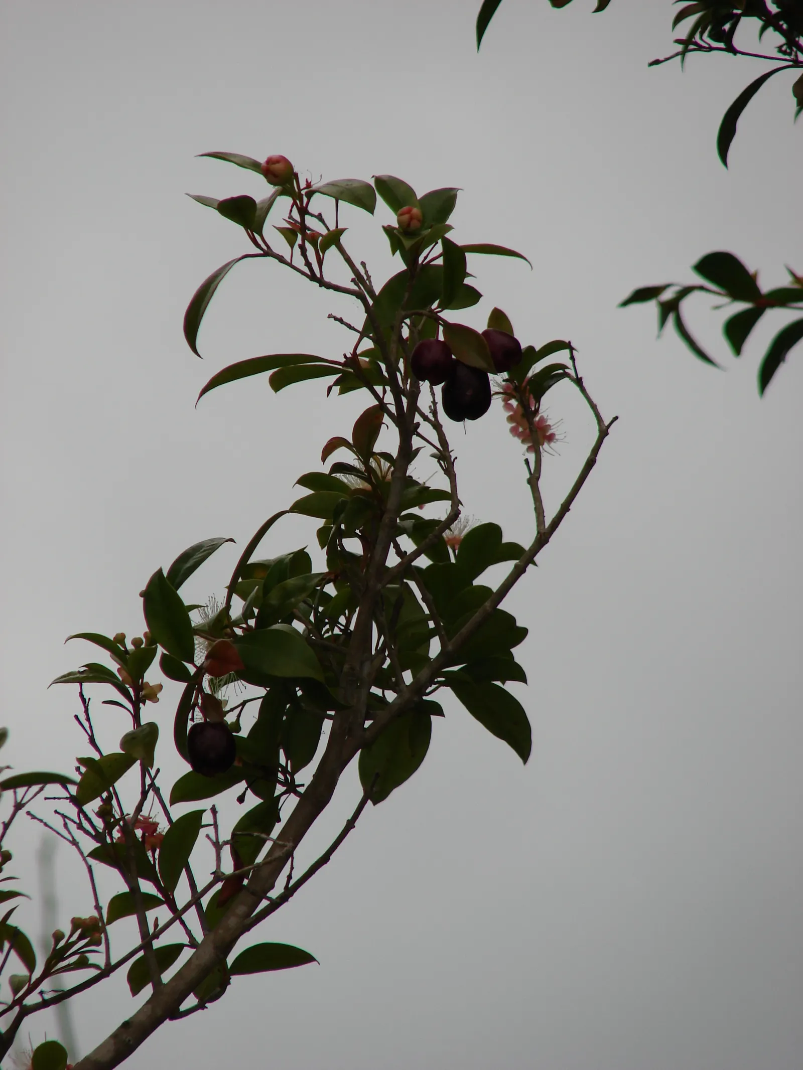 Common Myrtle (Myrtus Communis) — These fragrant leaves release a pleasant scent when crushed and are a staple in Mediterranean gardens; this, image 69