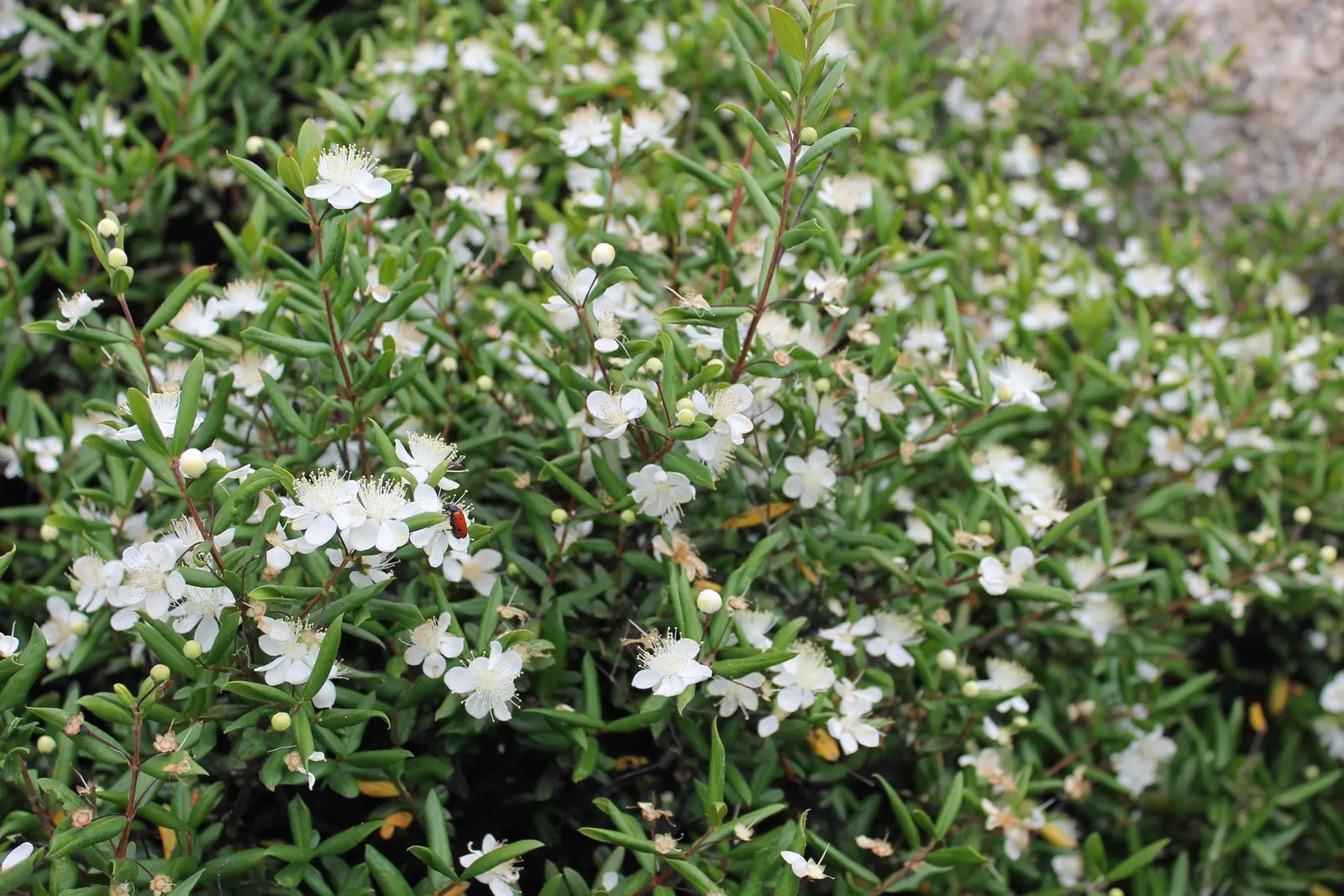 Common Myrtle (Myrtus Communis) — pure white flowers approximately 1 inch in diameter; hardy in USDA zones 8 to 11, Myrtus communis adds a classic