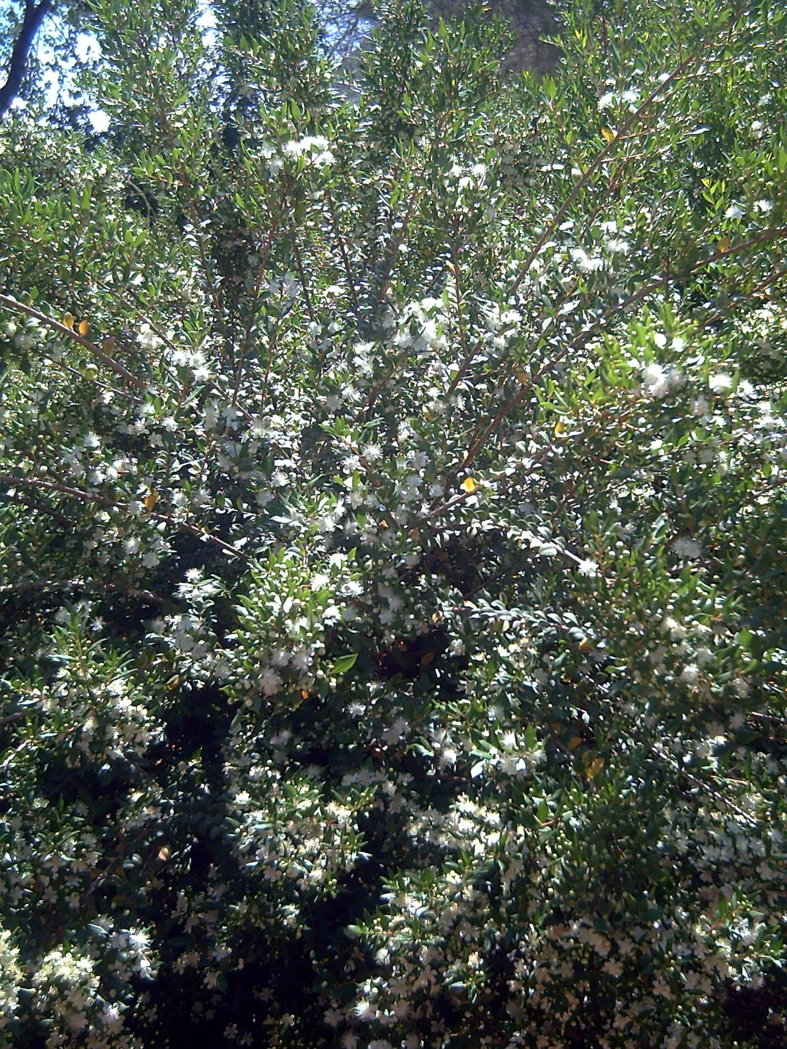 Common Myrtle (Myrtus Communis) — each with prominent tufts of creamy stamens; this versatile plant thrives in well-drained soil with full sun to, image 101