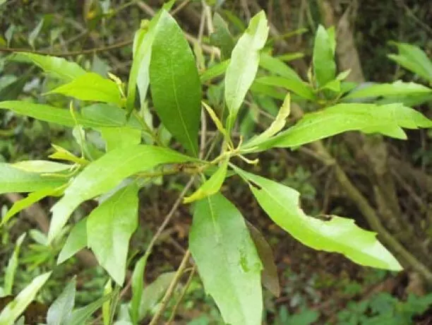 Common Myrtle (Myrtus Communis) — From mid-summer to early fall; forming an upright shrub that typically reaches 5 to 6 feet in height and spread