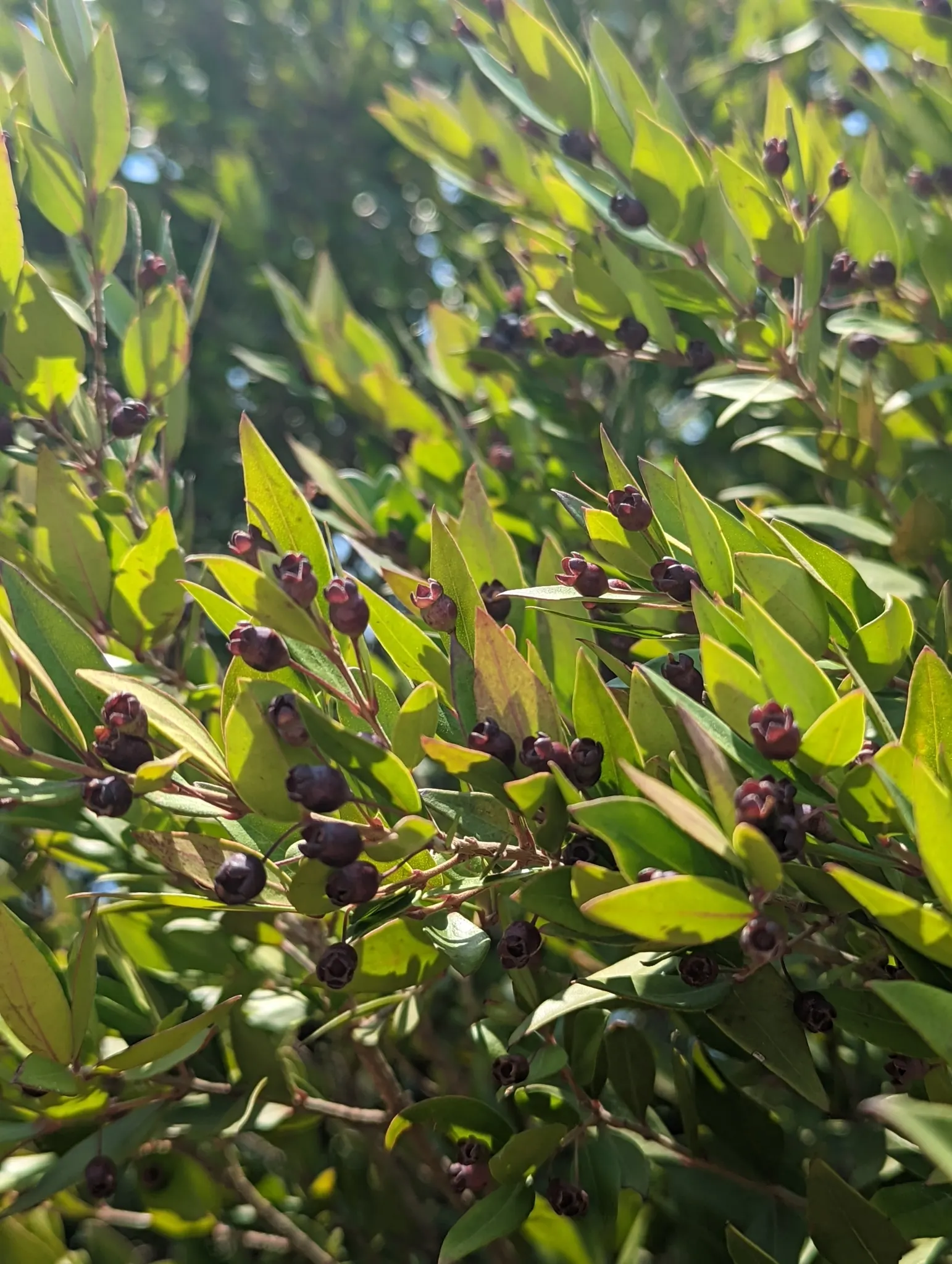 Common Myrtle (Myrtus Communis) — Common Myrtle (Myrtus communis) is an evergreen shrub