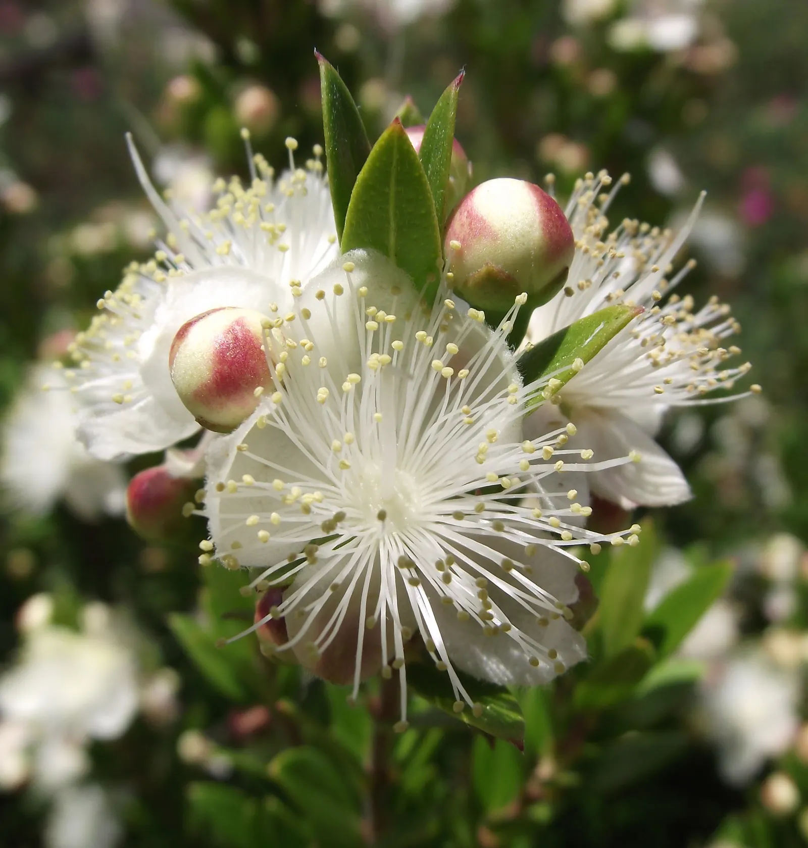 Common Myrtle (Myrtus Communis) — These fragrant leaves release a pleasant scent when crushed and are a staple in Mediterranean gardens; this versatile plant
