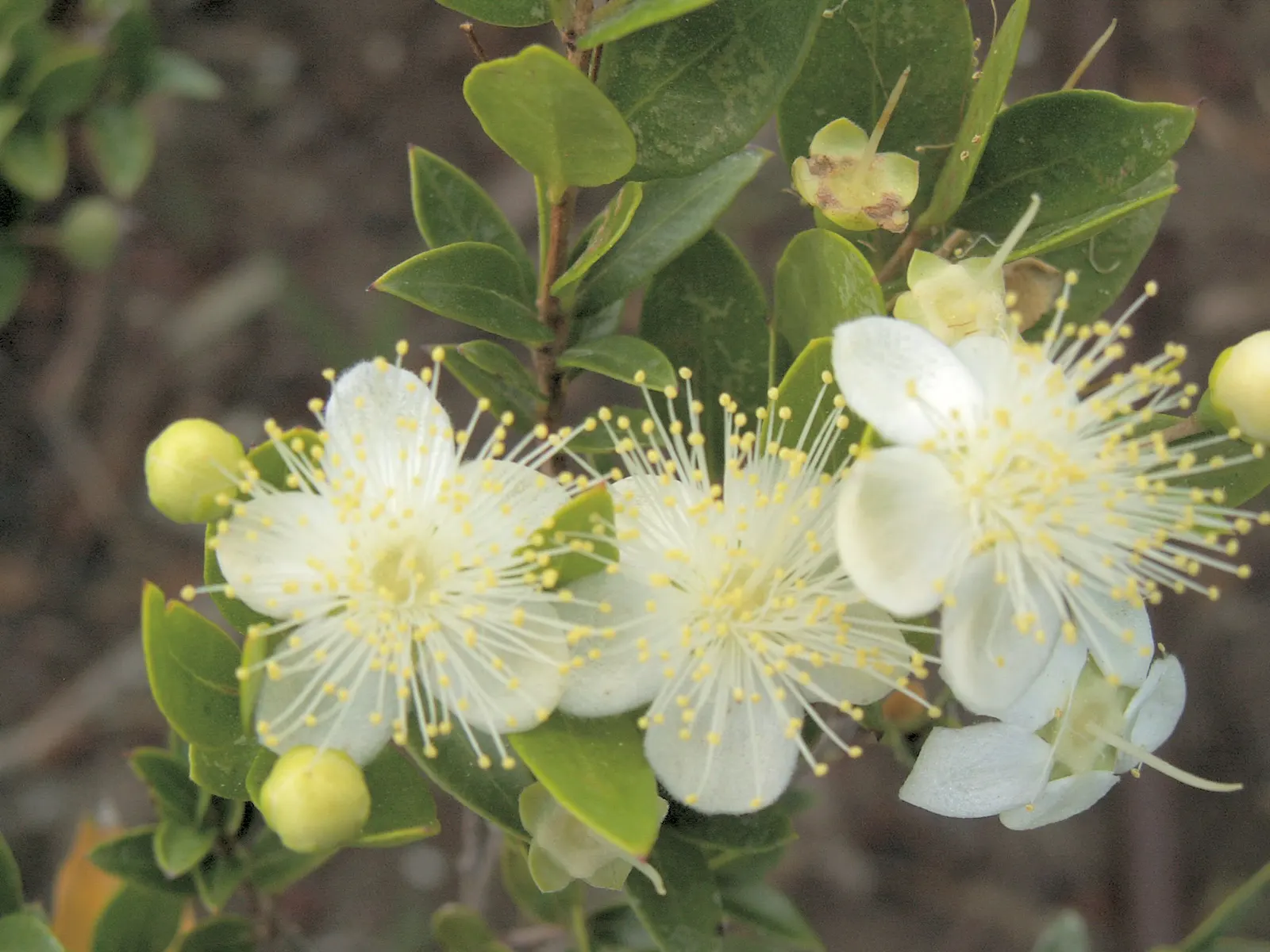 Common Myrtle (Myrtus Communis) — Myrtle thrives in full sun to partial shade and prefers a well-drained soil; this versatile plant thrives in well-drained