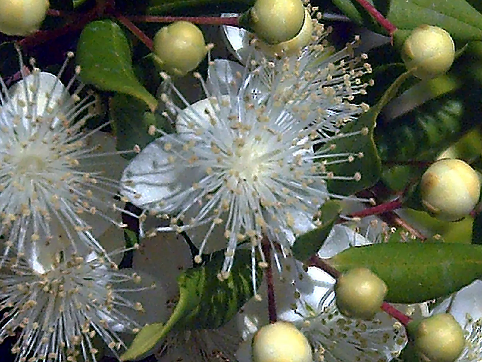 Common Myrtle (Myrtus Communis) — glossy leaves and star-shaped white flowers