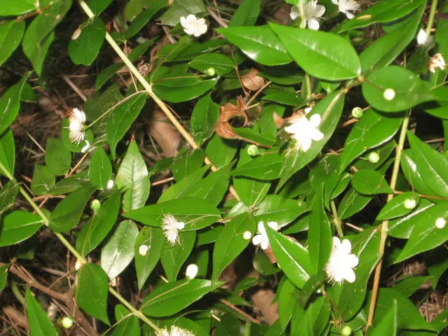 Common Myrtle (Myrtus Communis) — purplish-black berries form; forming an upright shrub that typically reaches 5 to 6 feet in height and spread