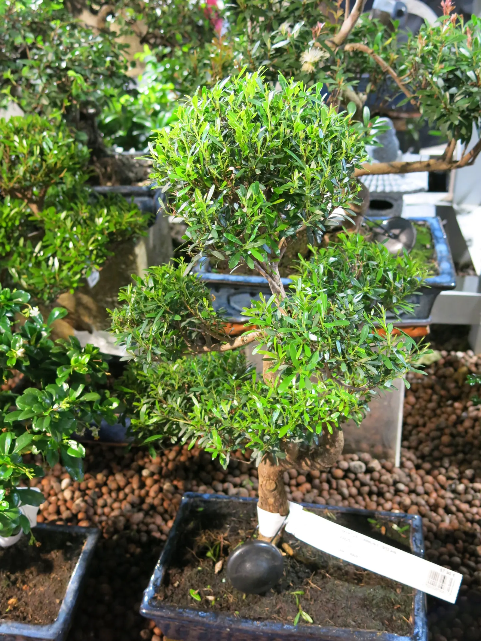 Common Myrtle (Myrtus Communis) — white flowers in the garden; forming an upright shrub that typically reaches 5 to 6 feet in height and spread