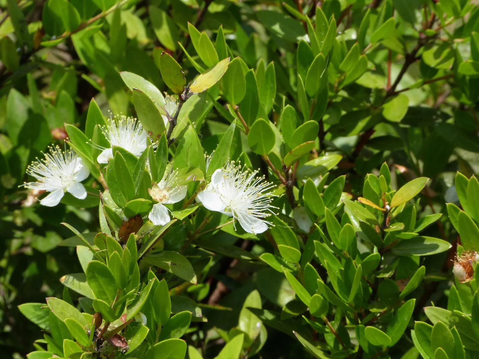 Common Myrtle (Myrtus Communis) — reaching about 0.5 inches in diameter; purplish-black berries form