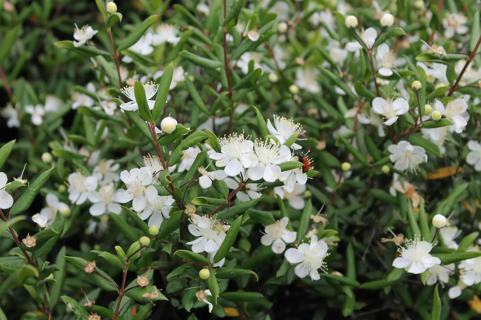 Common Myrtle (Myrtus Communis) — the plant is festooned with a profusion of star-shaped; purplish-black berries form