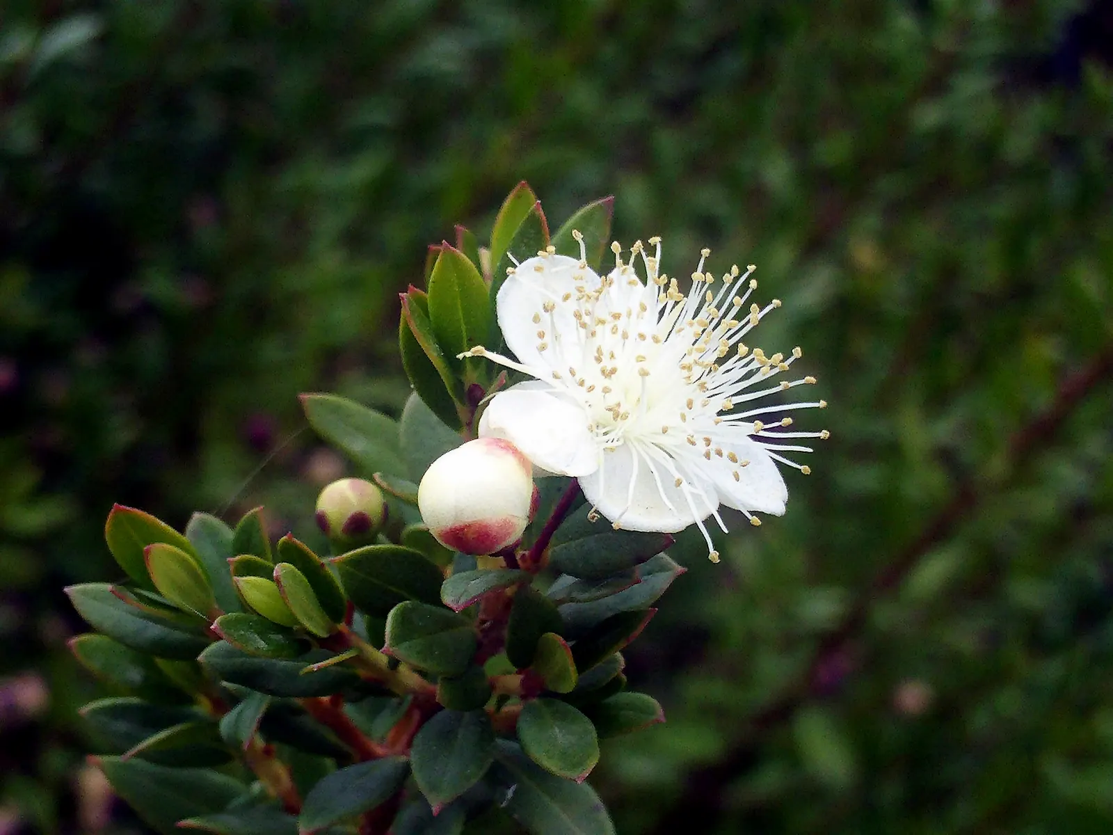 Common Myrtle (Myrtus Communis) — Hardy in USDA zones 8 to 11, Myrtus communis adds a classic Mediterranean touch to garden compositions; this versatile plant