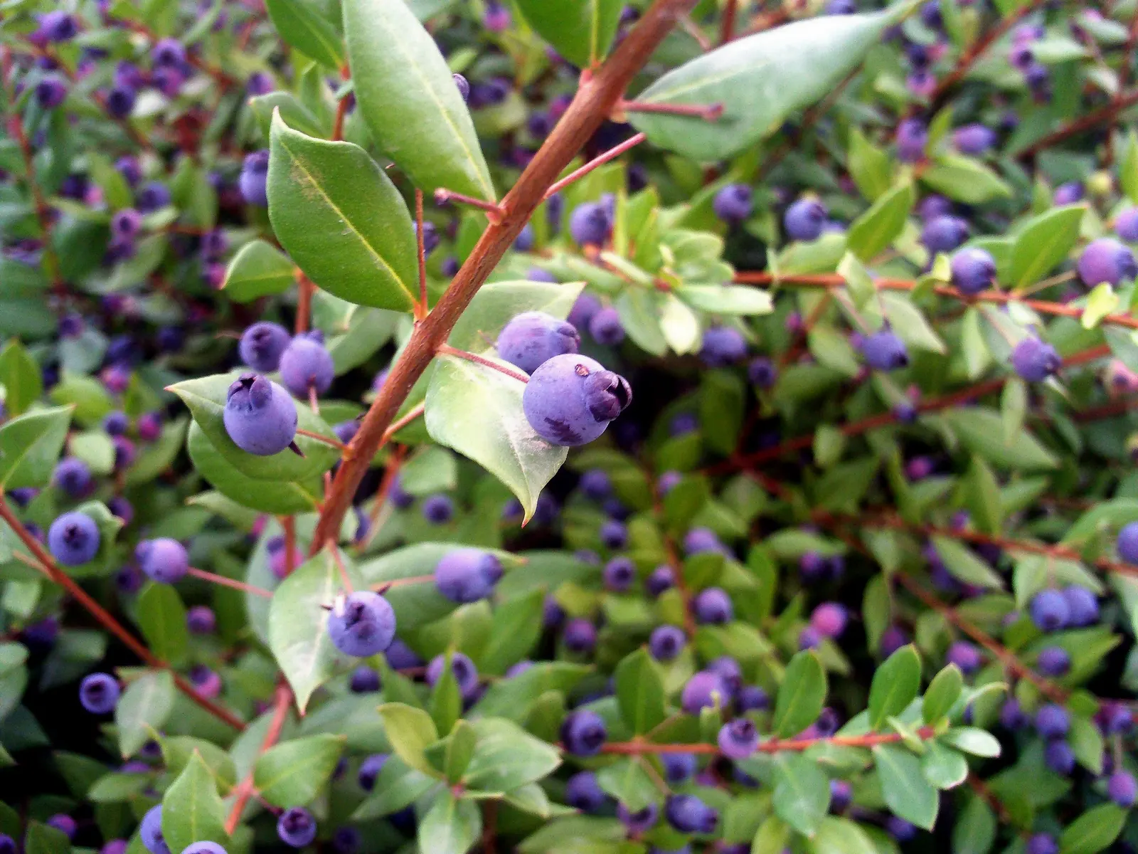 Common Myrtle (Myrtus Communis) — It is drought-tolerant once established and can be pruned to maintain a desirable shape; forming an upright shrub that