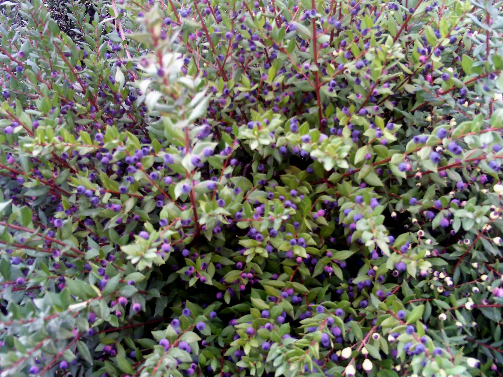 Common Myrtle (Myrtus Communis) — or as a standalone specimen in a landscape design; hardy in USDA zones 8 to 11, Myrtus communis adds a classic Mediterranean