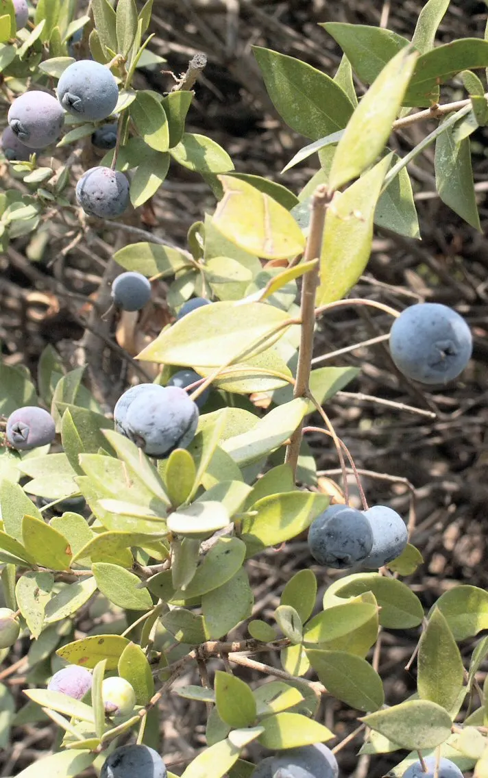 Common Myrtle (Myrtus Communis) — providing winter interest and a food source for birds; hardy in USDA zones 8 to 11, Myrtus communis adds a classic