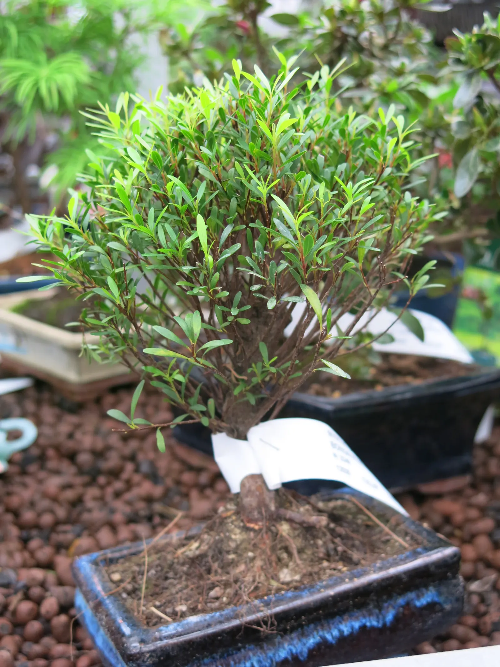 Common Myrtle (Myrtus Communis) — making it an excellent choice for hedges; purplish-black berries form