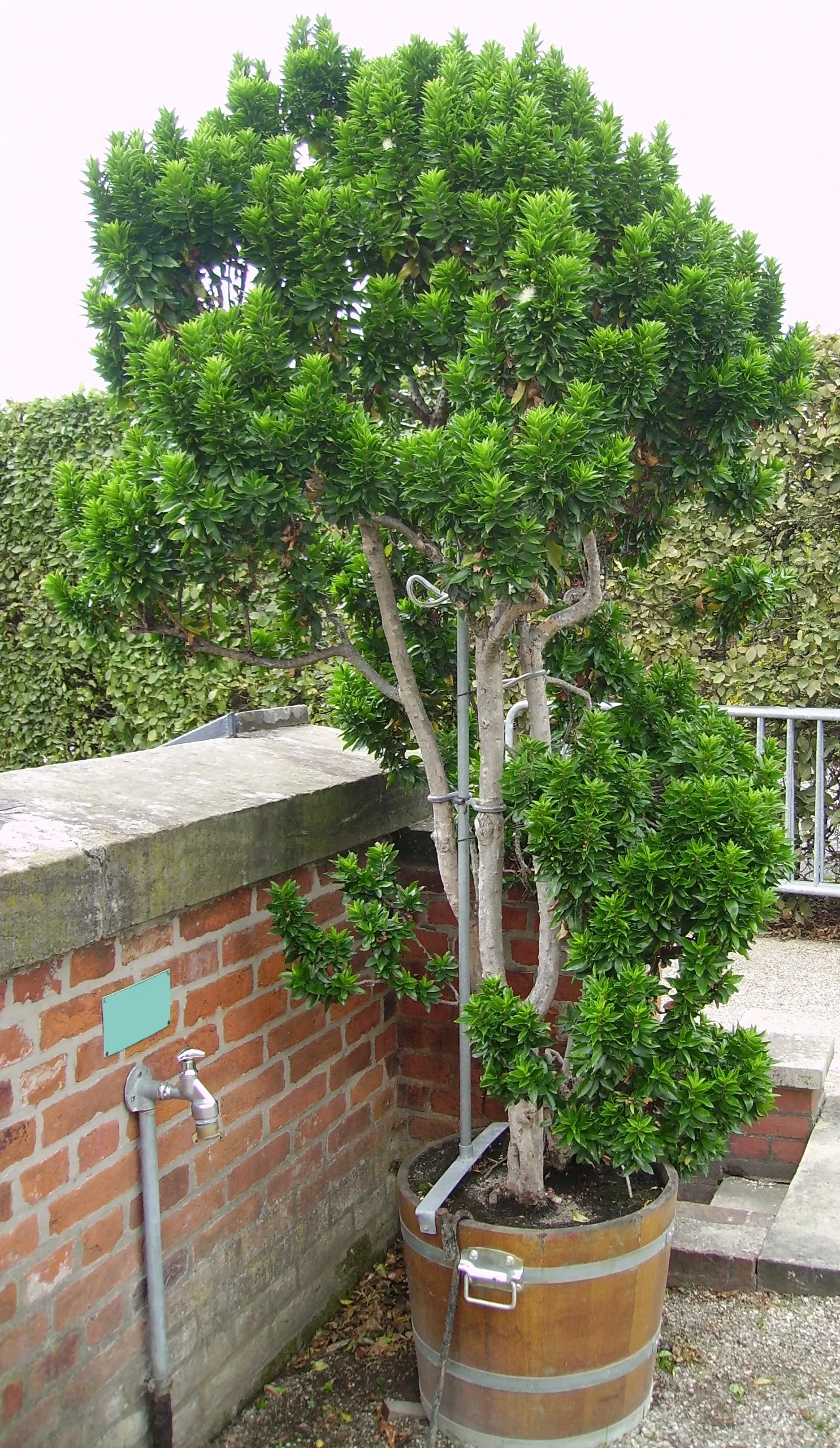 Common Myrtle (Myrtus Communis) — each with prominent tufts of creamy stamens; this versatile plant thrives in well-drained soil with full sun to partial shade