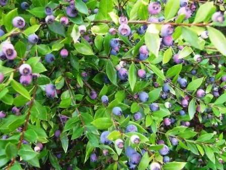 Common Myrtle (Myrtus Communis) — growing to a length of around 2 to 3 inches; hardy in USDA zones 8 to 11, Myrtus communis adds a classic Mediterranean touch