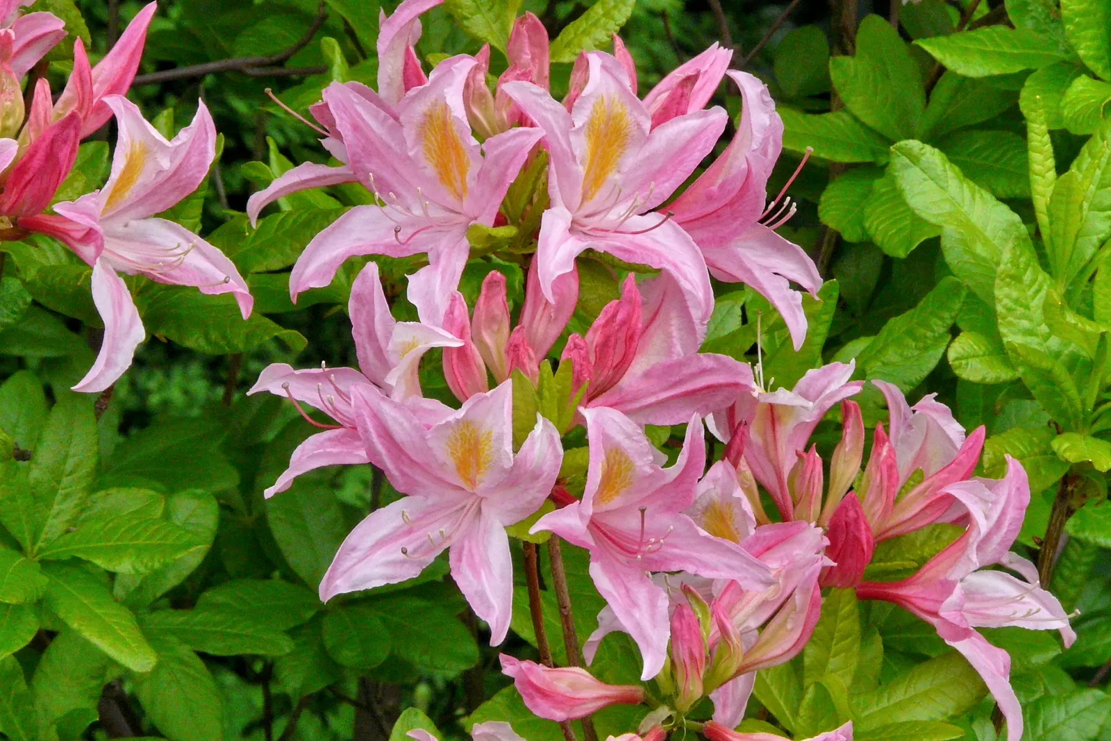 Irene Koster Rhododendron (Rhododendron 'Irene Koster') — pale pink flowers that bloom profusely in the spring