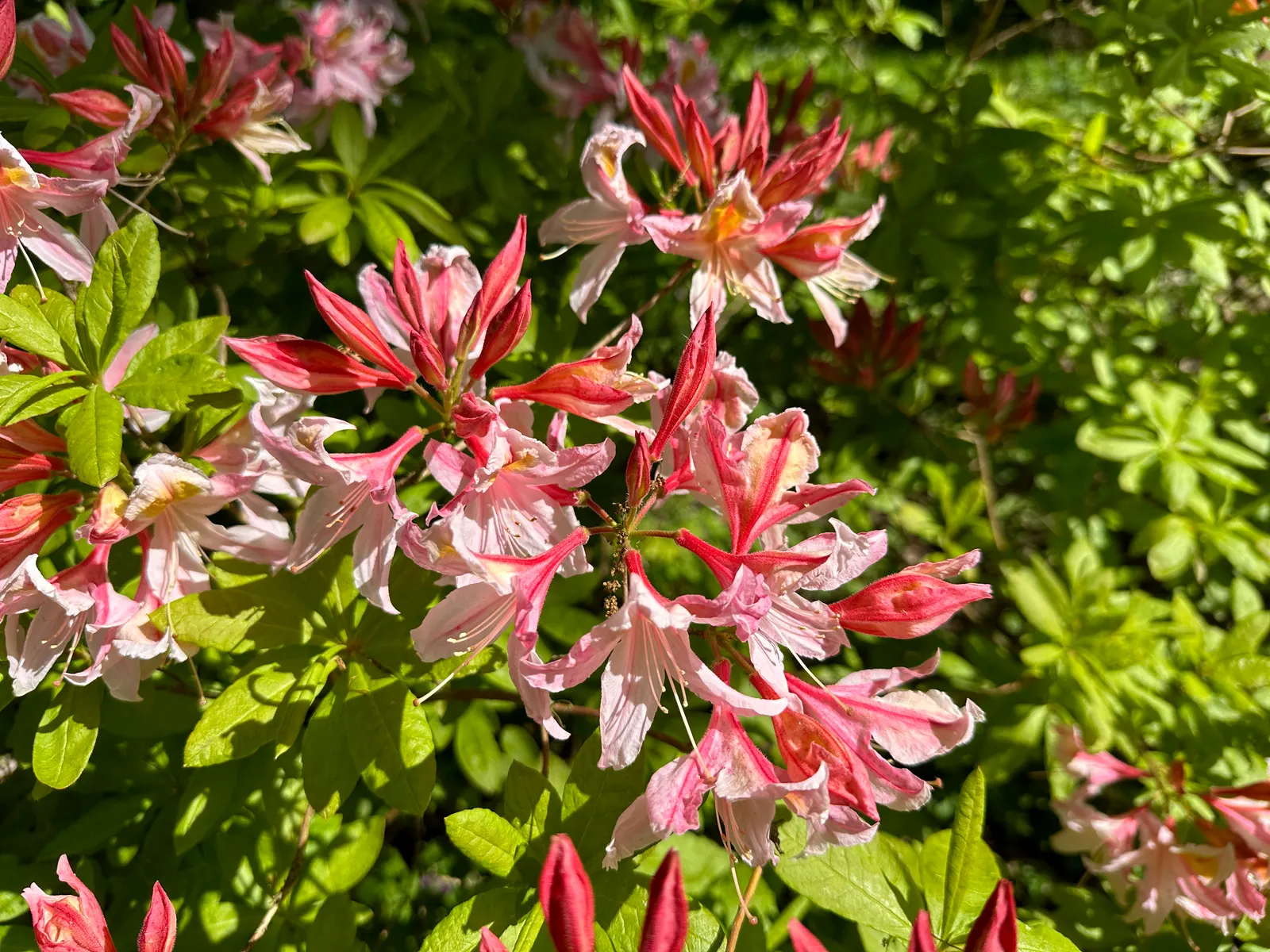 Irene Koster Rhododendron (Rhododendron 'Irene Koster') — It boasts a rounded habit, reaching up to 5 feet in height and width