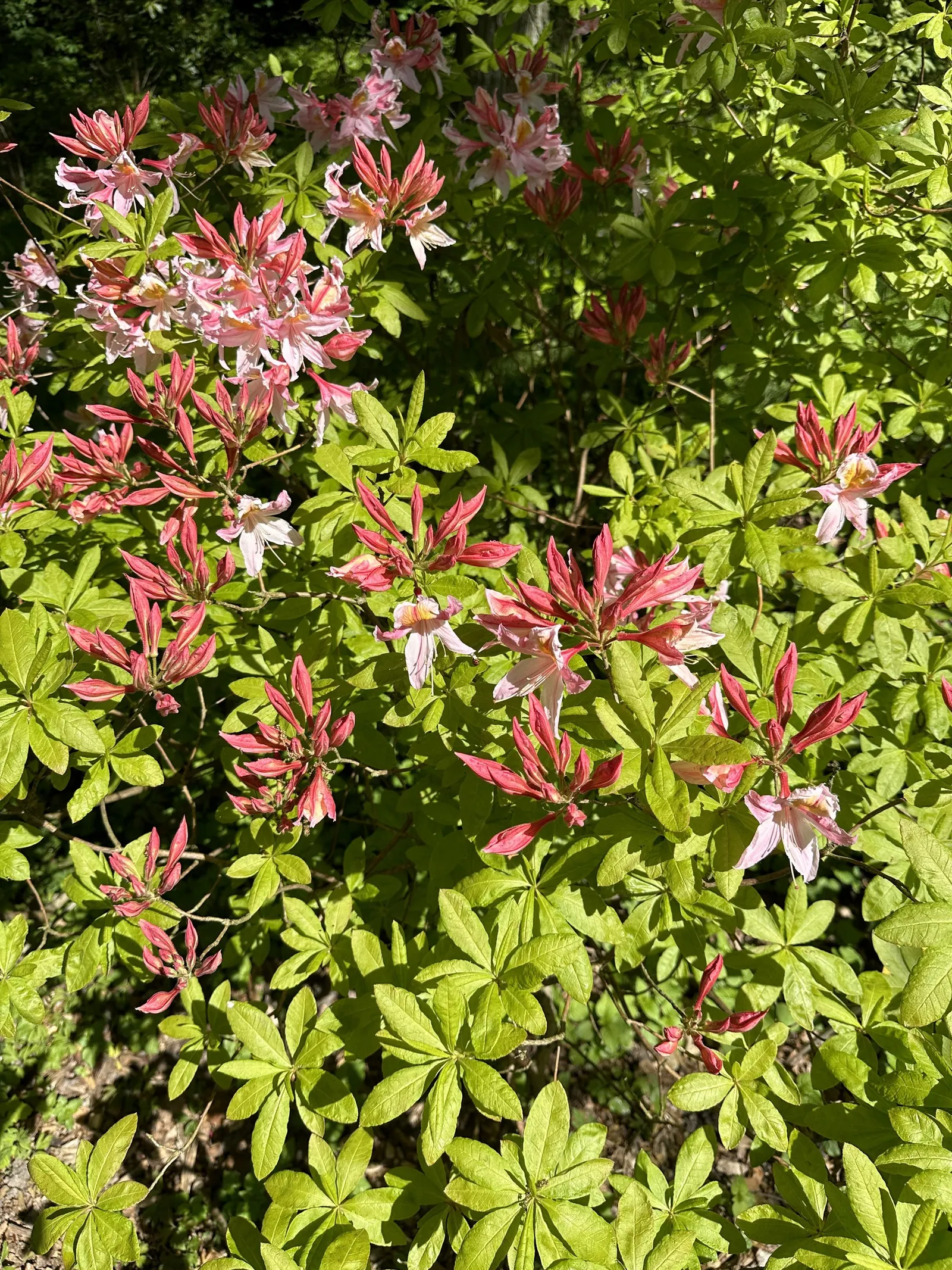 Irene Koster Rhododendron (Rhododendron 'Irene Koster') — Its glossy, dark green leaves provide a striking backdrop for the blossoms