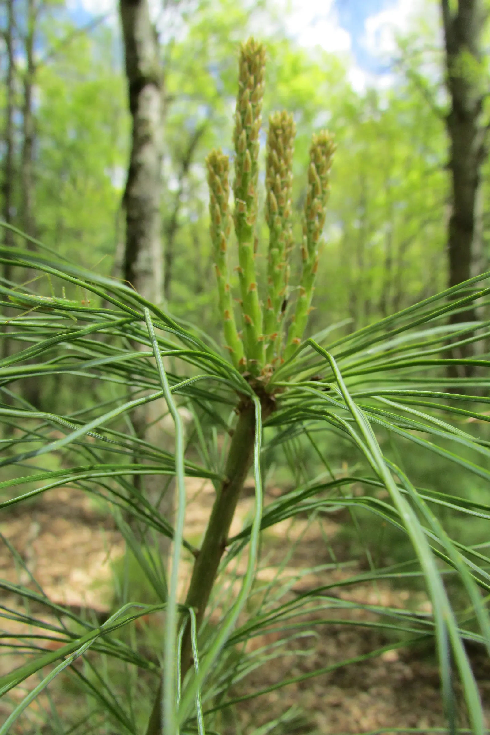 Eastern White Pine (Pinus Strobus) — conifer / tree for full or half; yet impactful landscape element