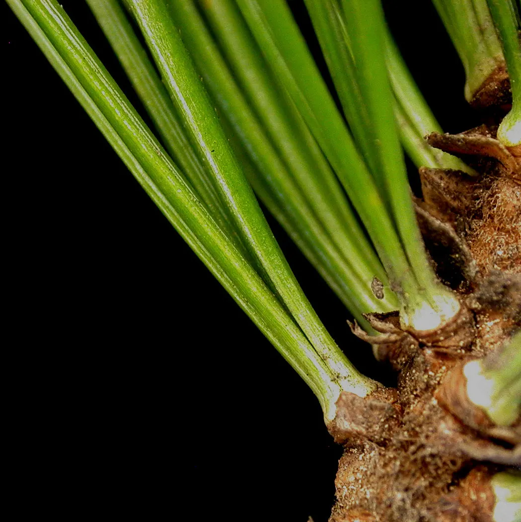 Eastern White Pine (Pinus Strobus) — and is valued for its adaptable growth and graceful; it is tolerant to a variety of soil conditions, including sandy and