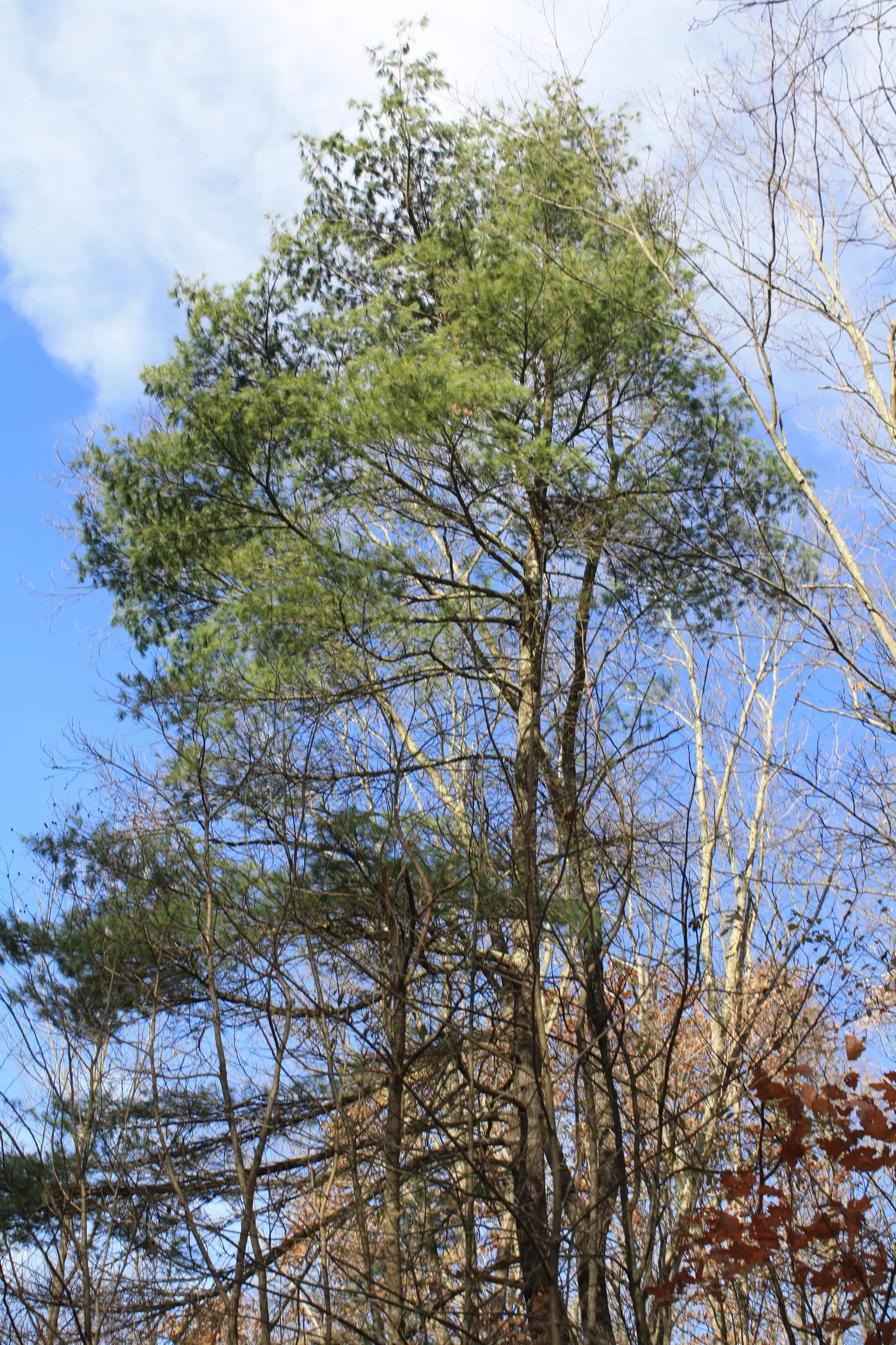 Eastern White Pine (Pinus Strobus) — Ideal for spacious landscapes; this majestic tree commonly reaches heights of 50-80 feet with a spread of 20-40 feet