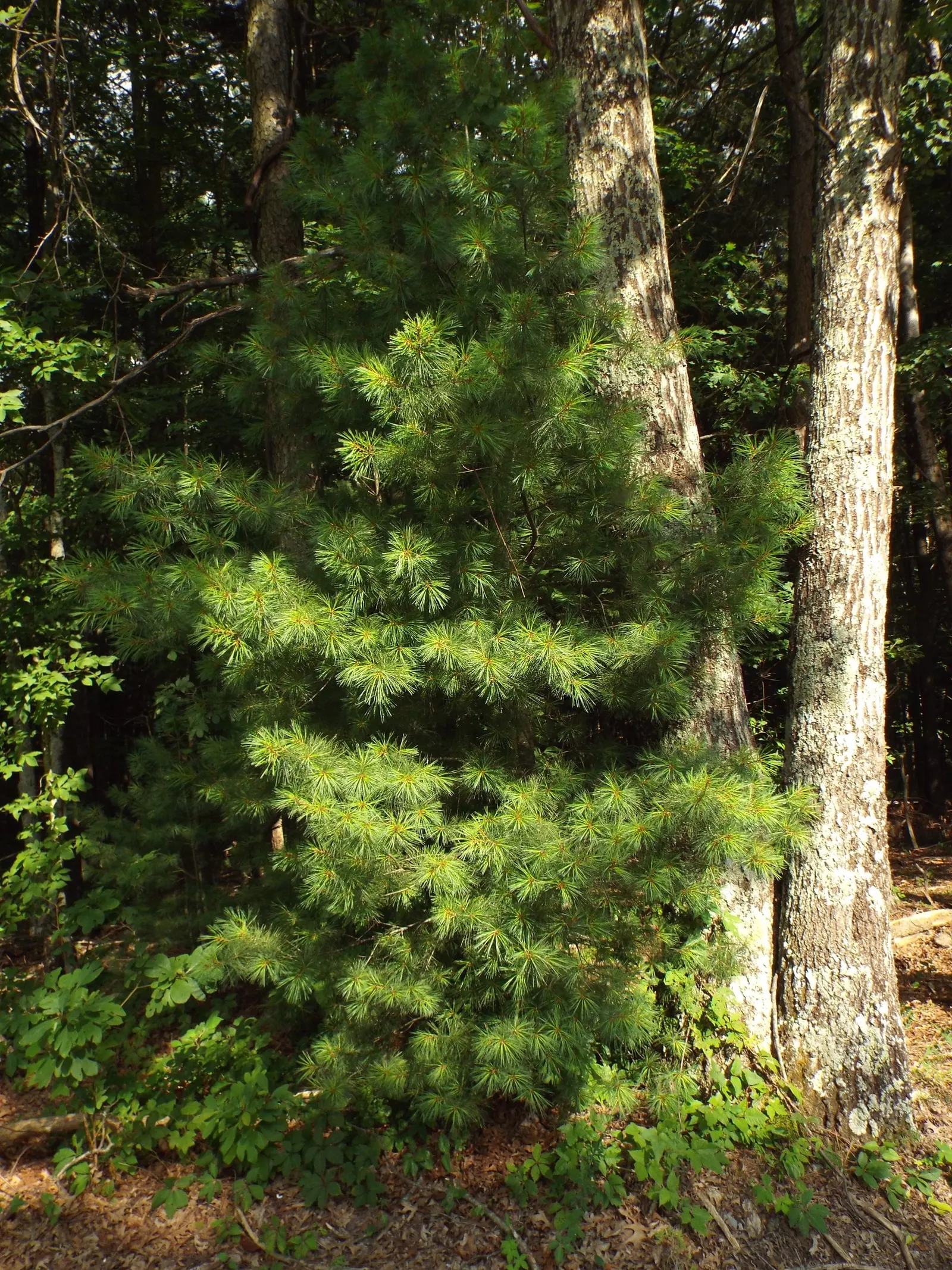 Eastern White Pine (Pinus Strobus) — the Pinus strobus offers versatility in design; typically 4 to 8 inches long