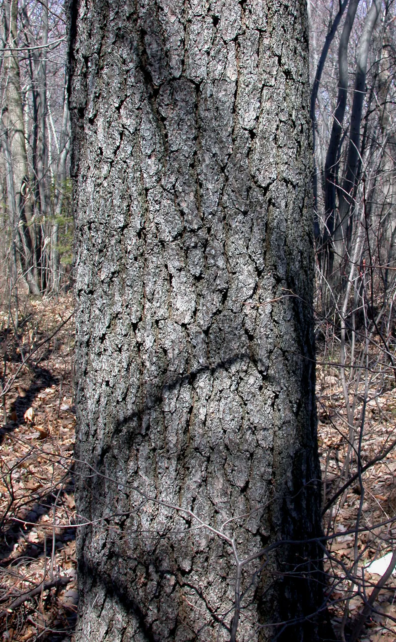 Eastern White Pine (Pinus Strobus) — Hardy in USDA zones 3 through 8